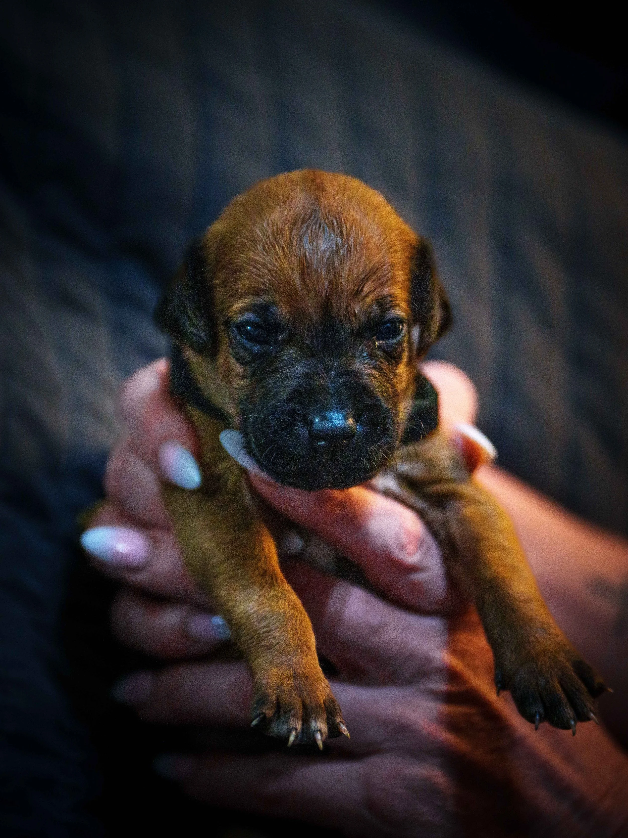 VYI-Jenn-Puppies-2024-Edited-12.jpg
