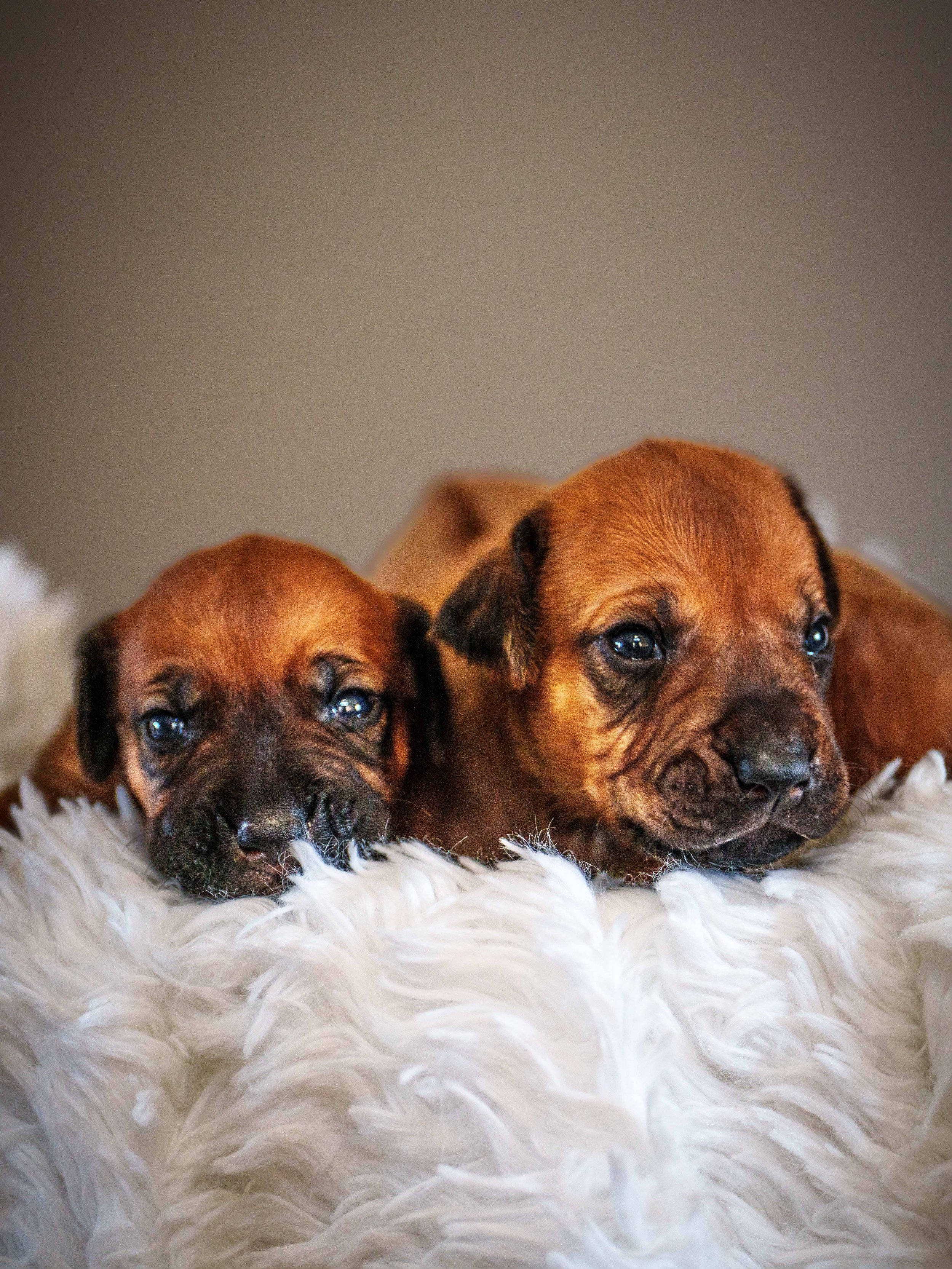 VYI-Jenn-Puppies-2024-Edited-3.jpg