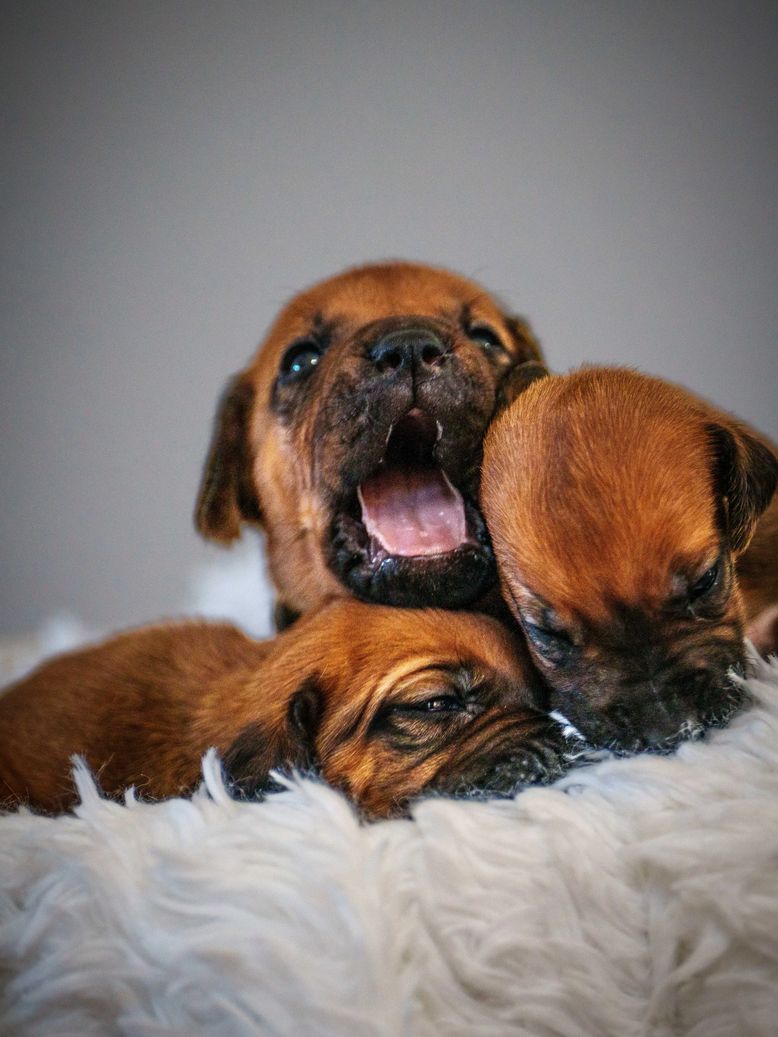 VYI-Jenn-Puppies-2024-Edited-4.jpg
