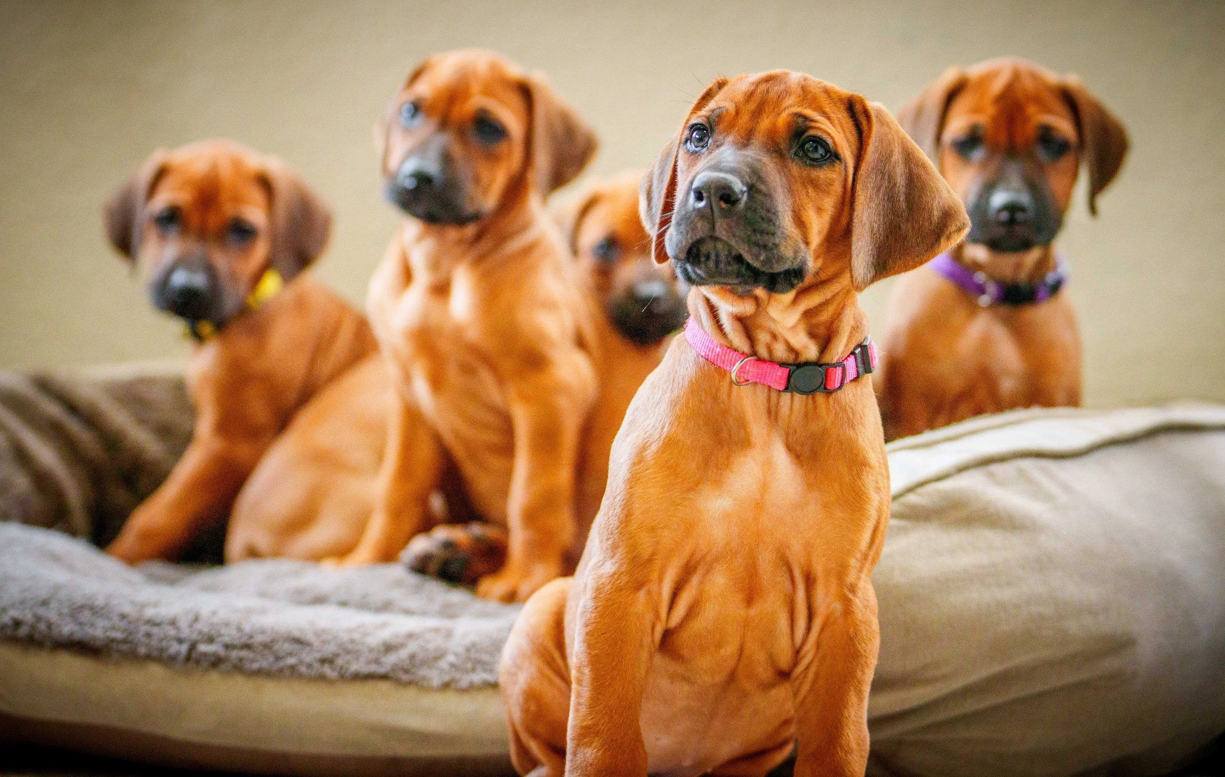 VYI-Jenn_Puppies-Easter-2024_troop-41.jpg