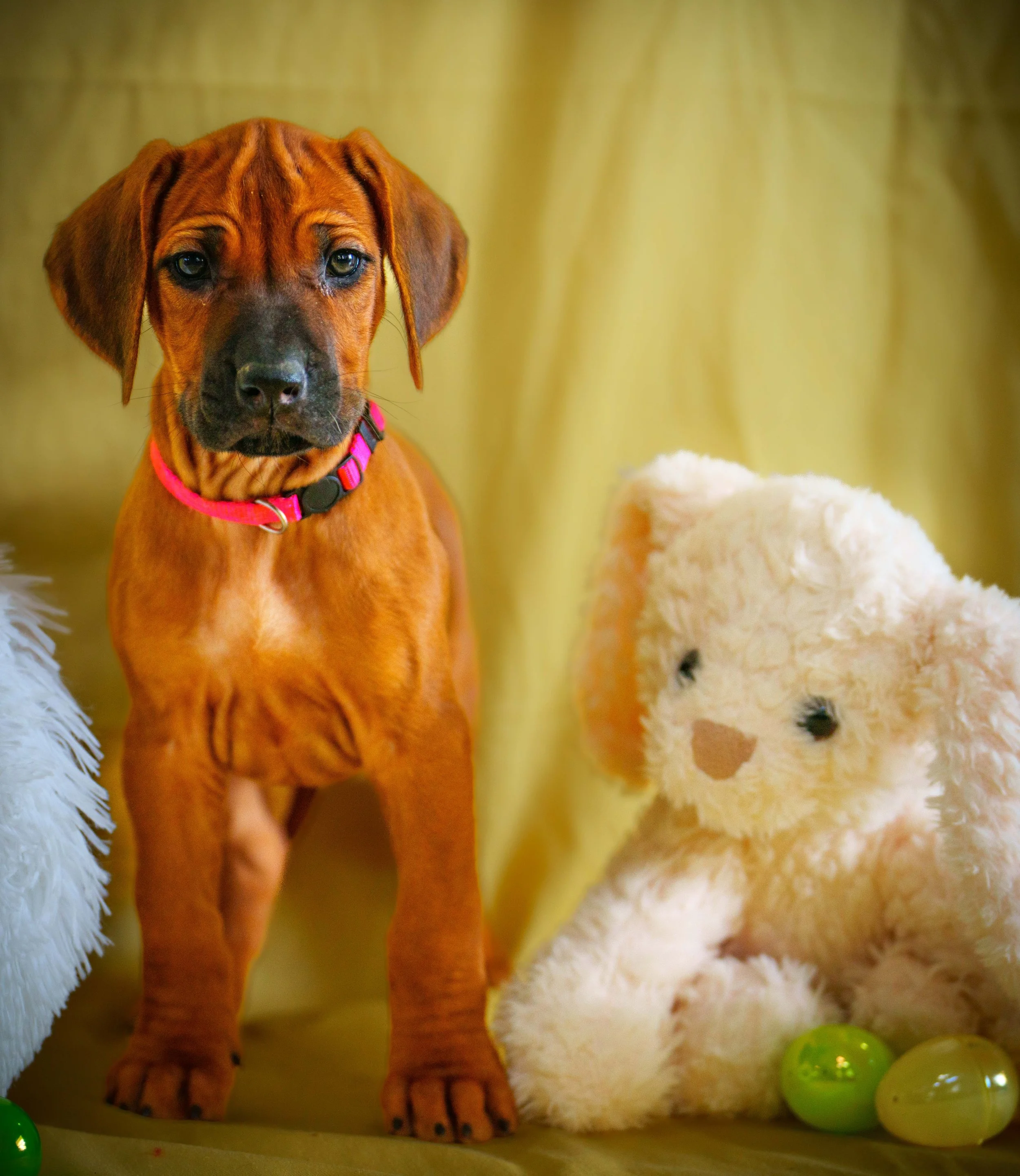 VYI-Jenn_Puppies-Easter-2024_pink-33.jpg