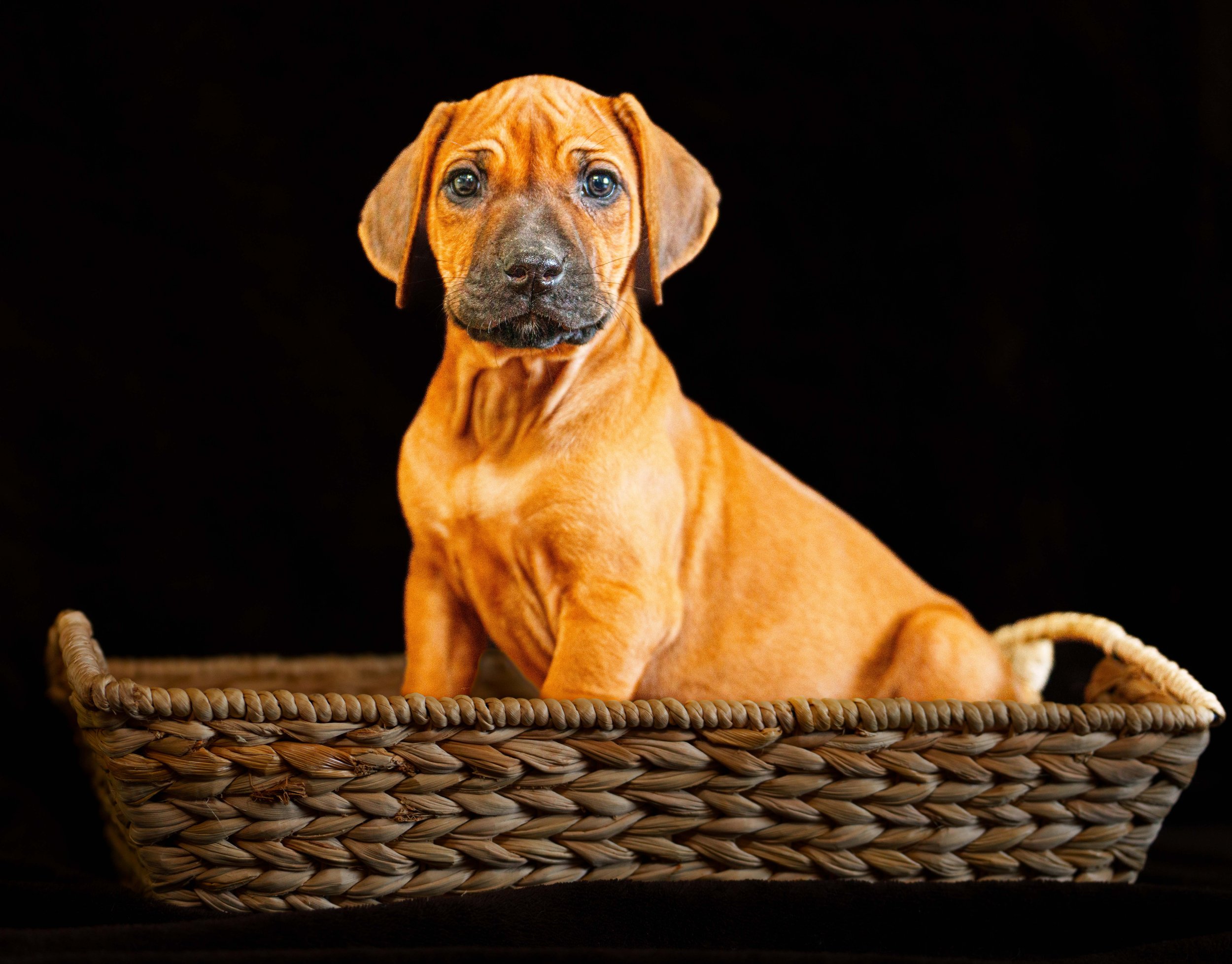 VYI-Jenn_Puppies-Easter-2024_lightpink-39.jpg