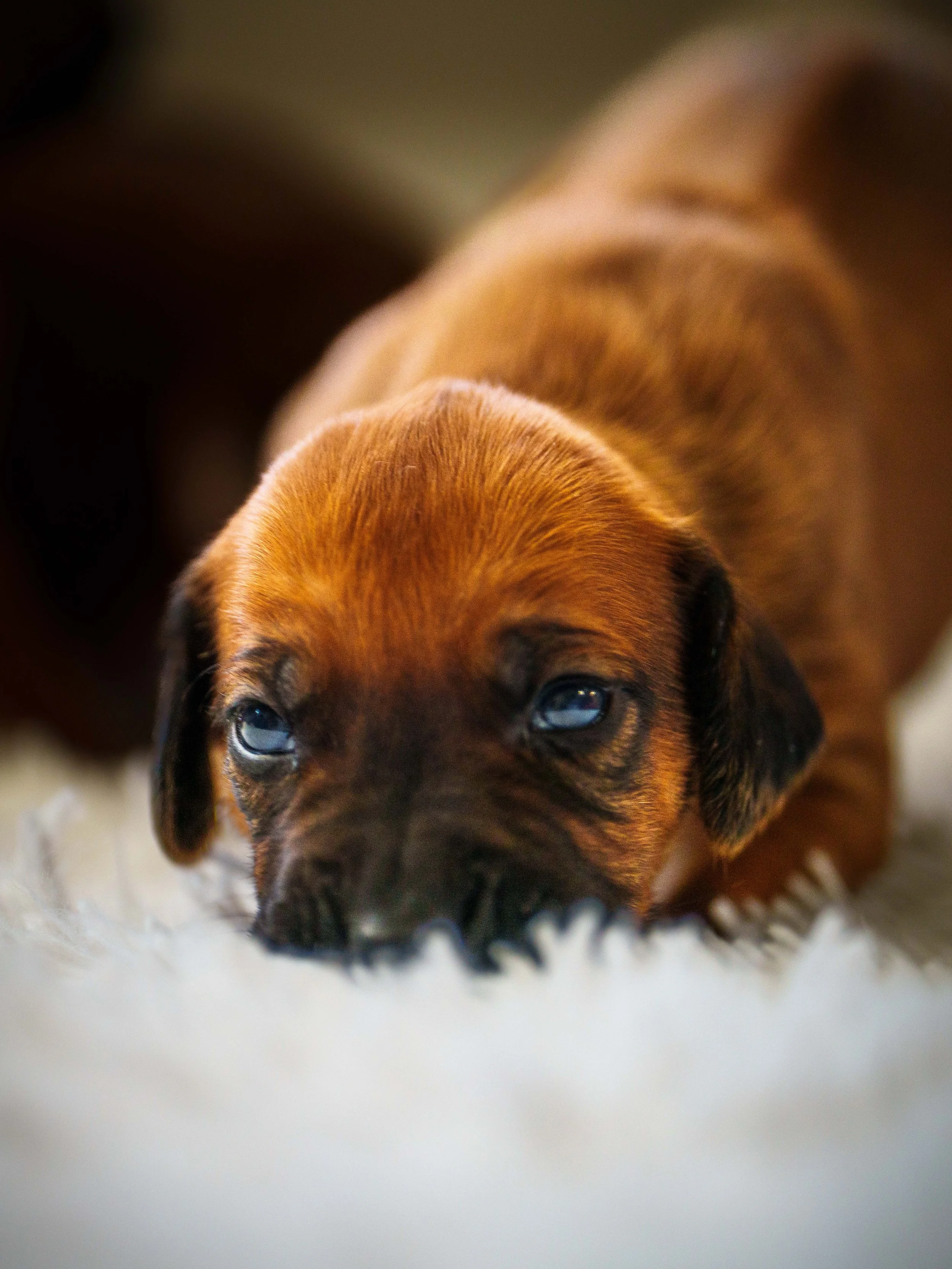 VYI-Jenn-Puppies-2024-Edited-9.jpg