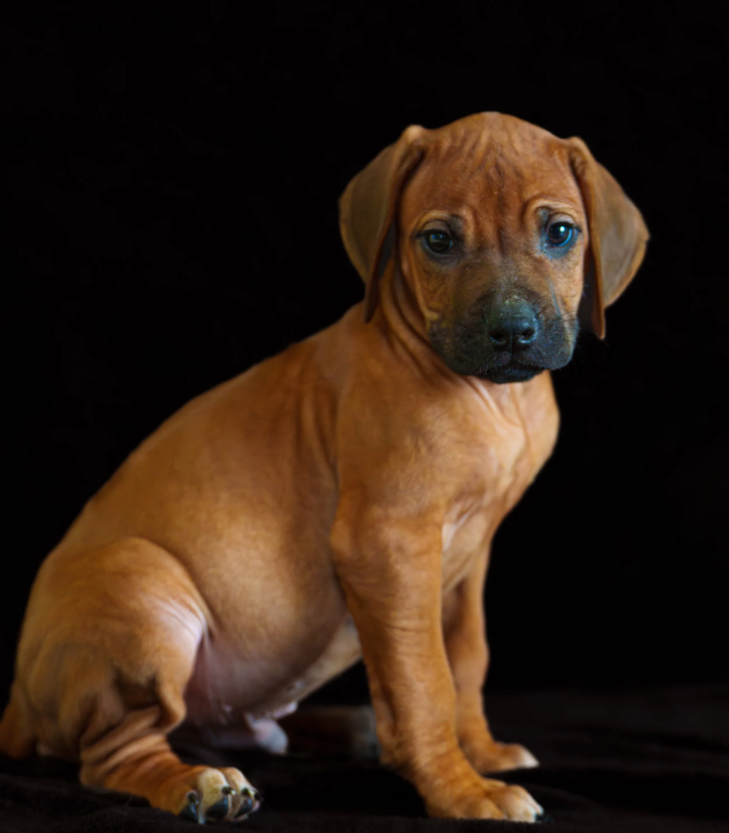 VYI-Jenn_Puppies-Easter-2024_gray-32.jpg
