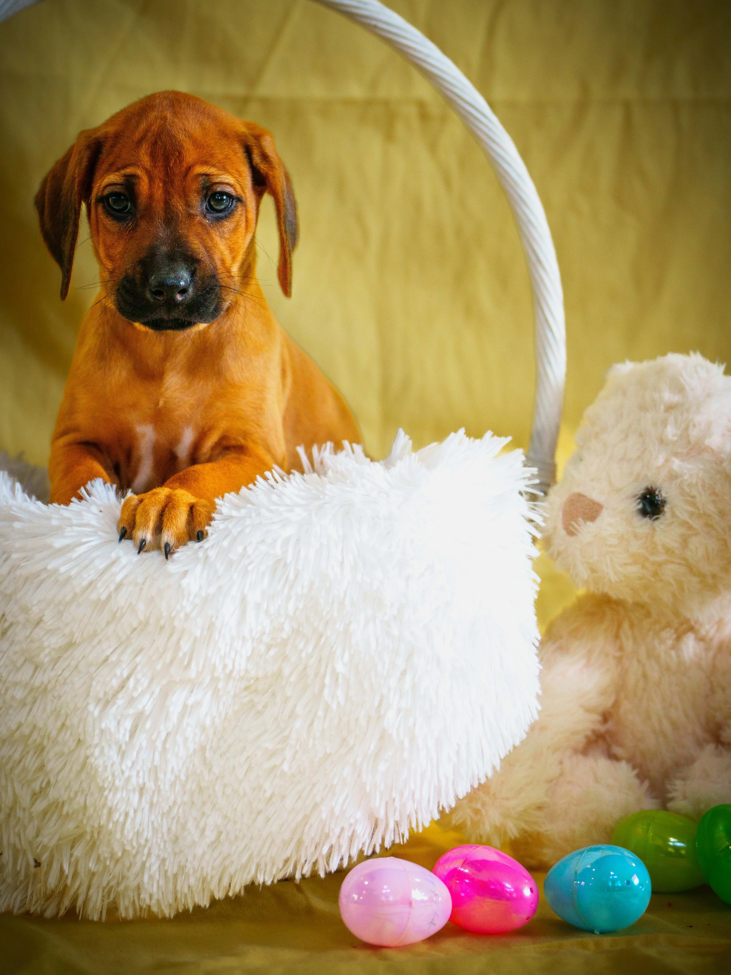 VYI-Jenn_Puppies-Easter-2024_noname-35.jpg
