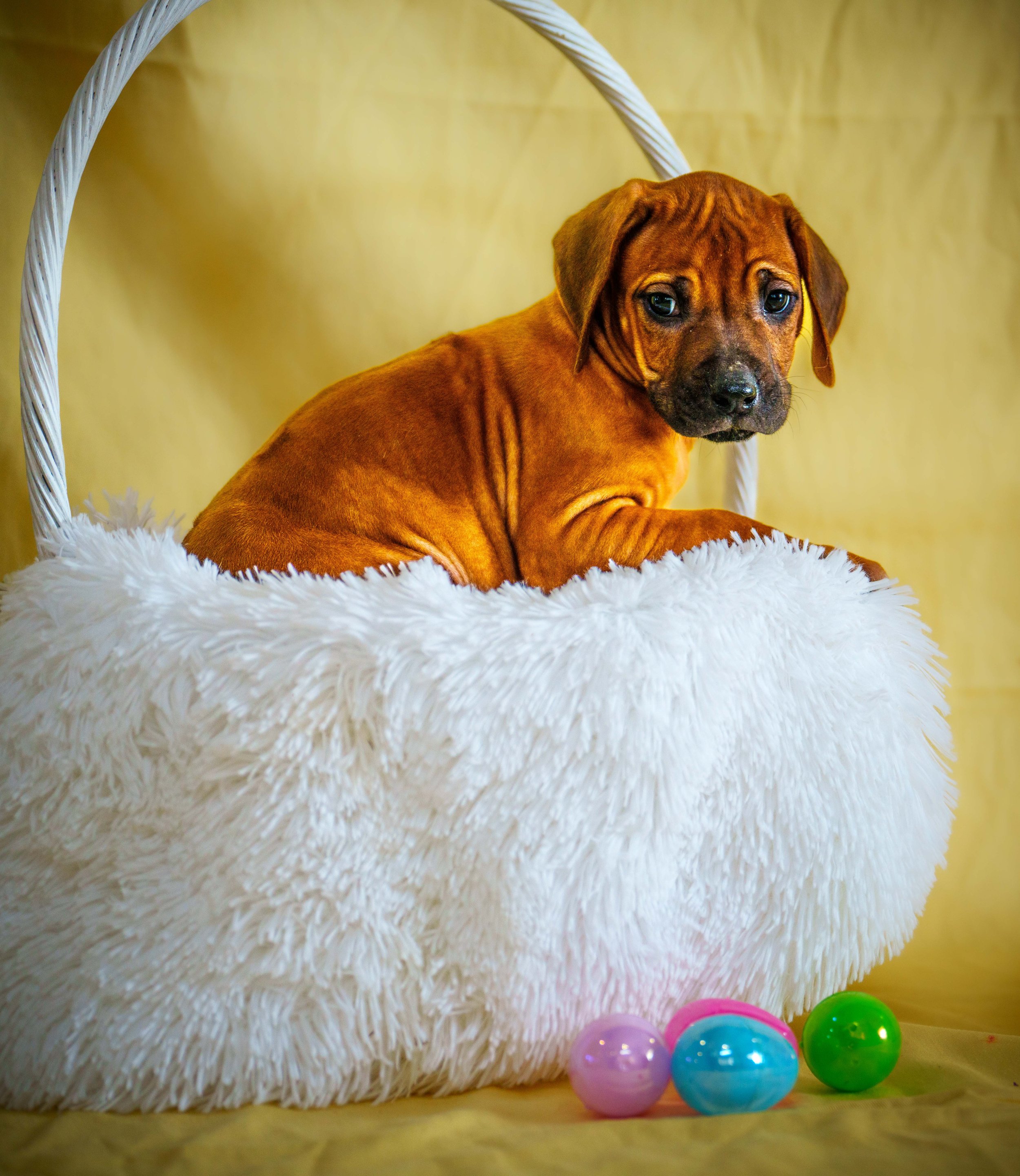 VYI-Jenn_Puppies-Easter-2024-31.jpg