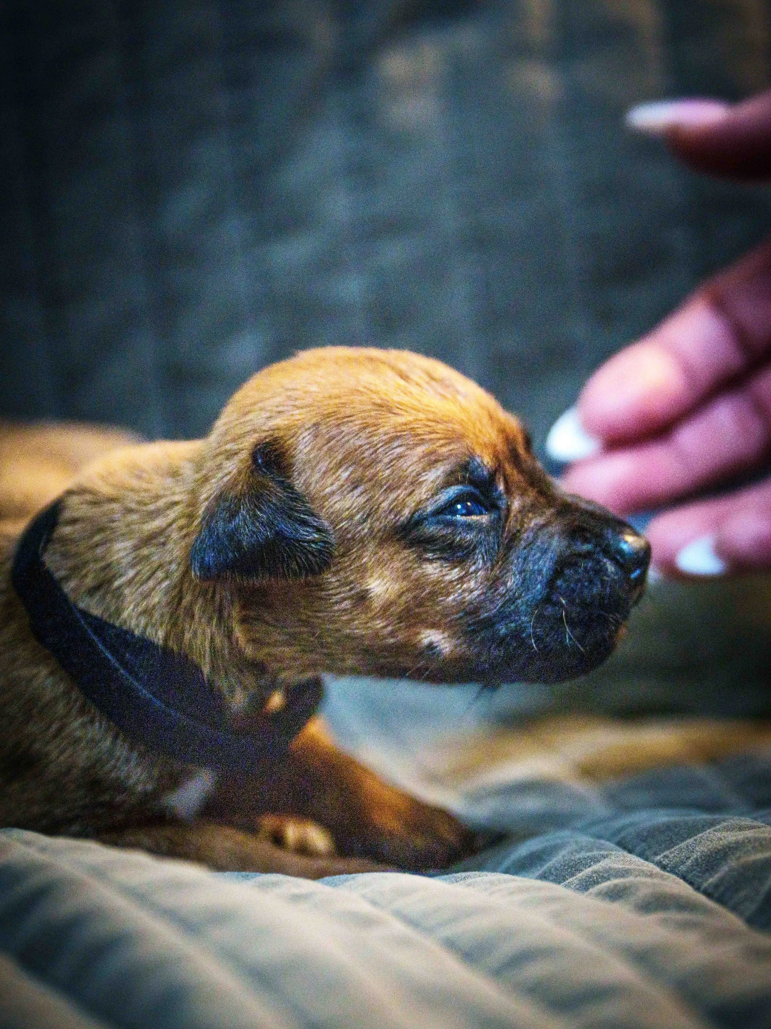 VYI-Jenn-Puppies-2024-Edited-11.jpg