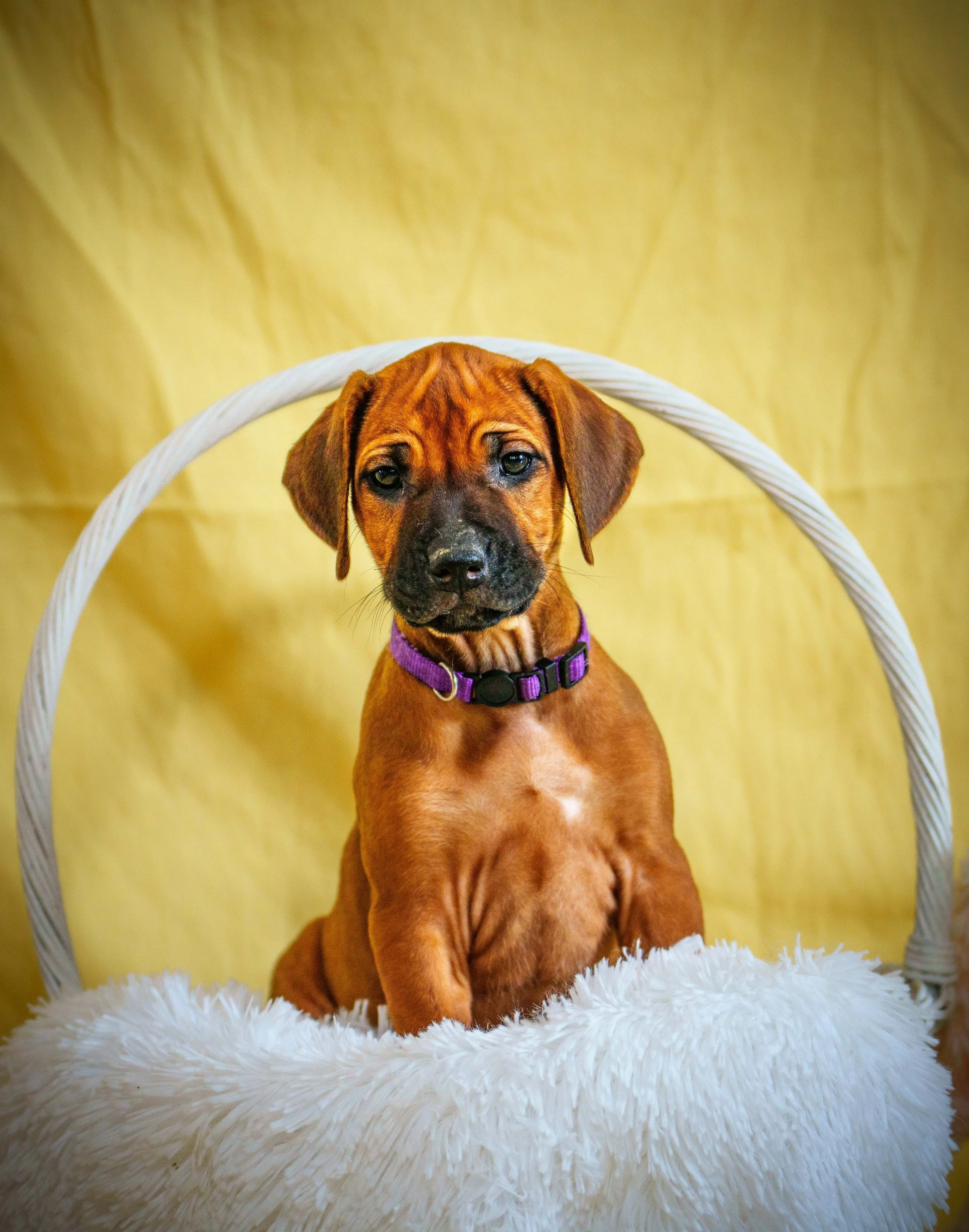 VYI-Jenn_Puppies-Easter-2024_purple-37.jpg