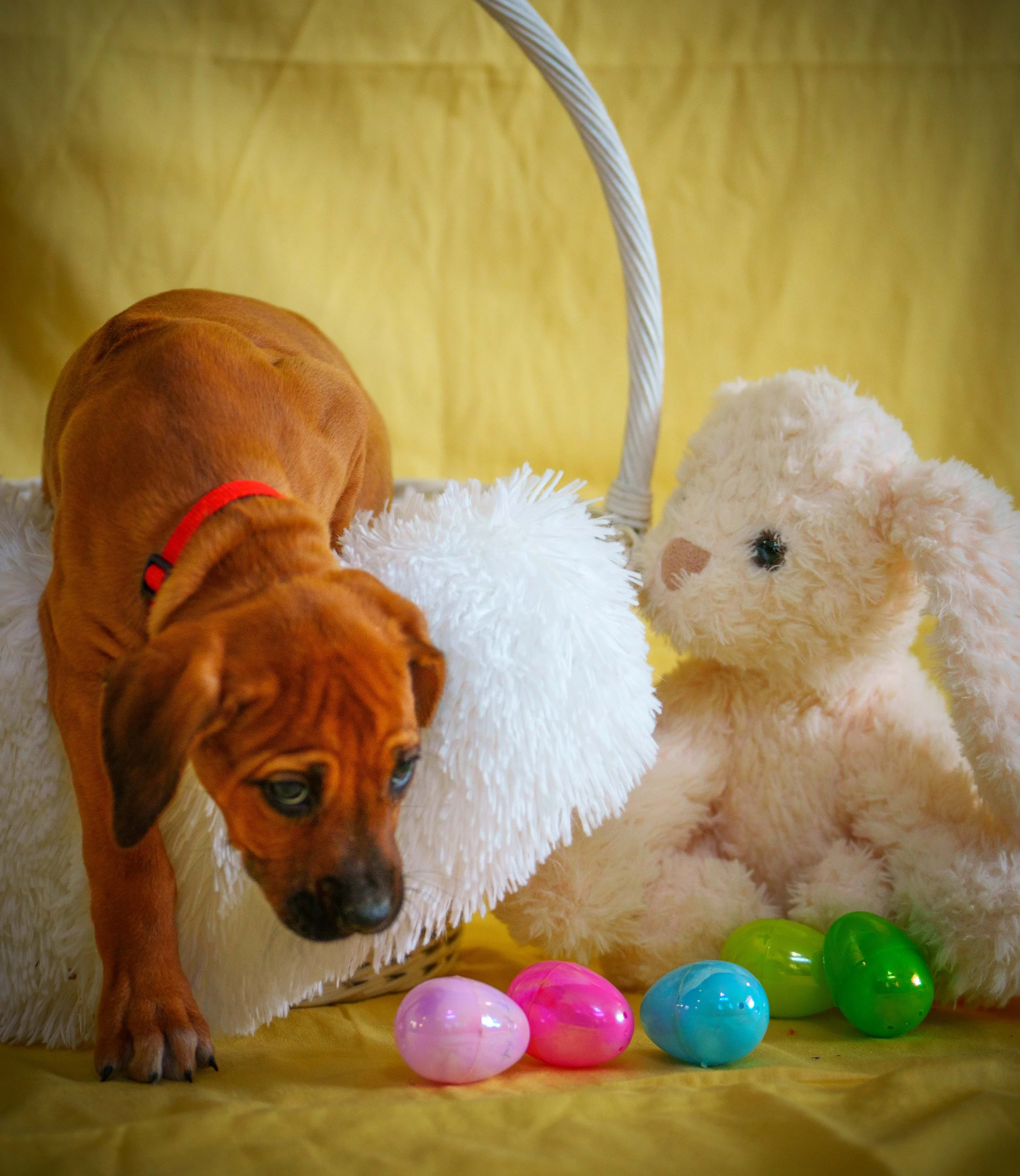 VYI-Jenn_Puppies-Easter-2024_red-36.jpg