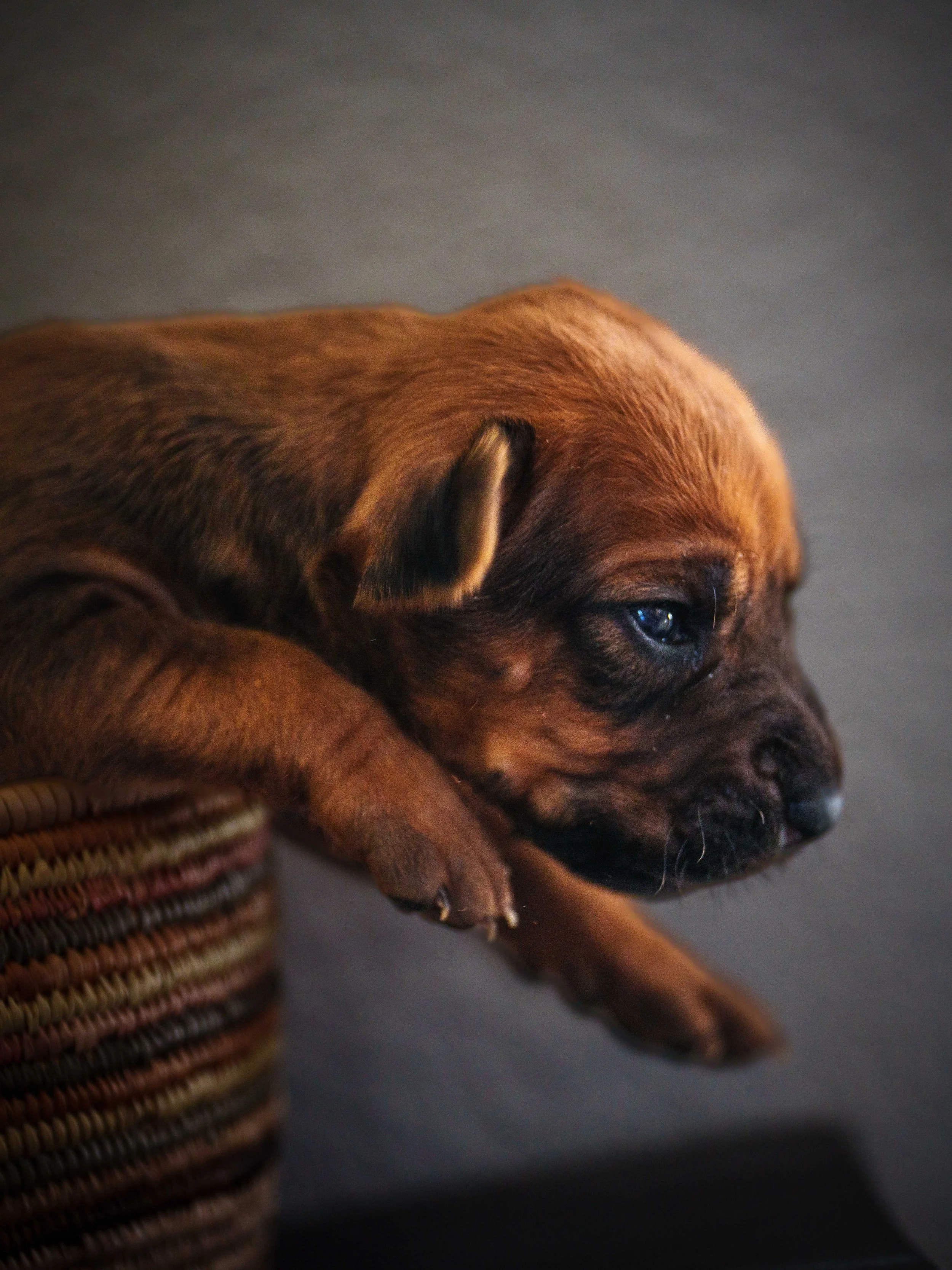 VYI-Jenn-Puppies-2024-Edited-5.jpg