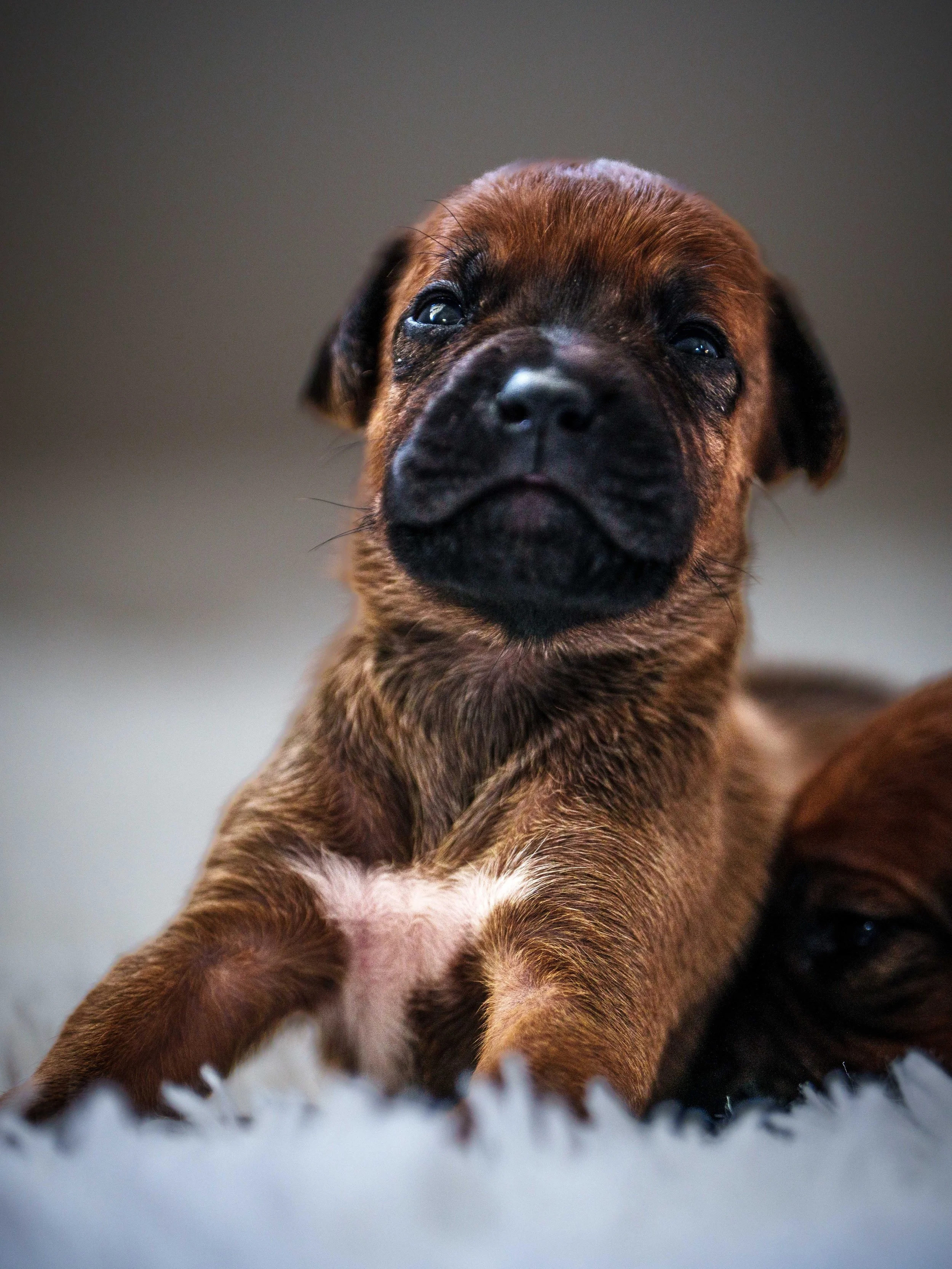 VYI-Jenn-Puppies-2024-Edited-8.jpg