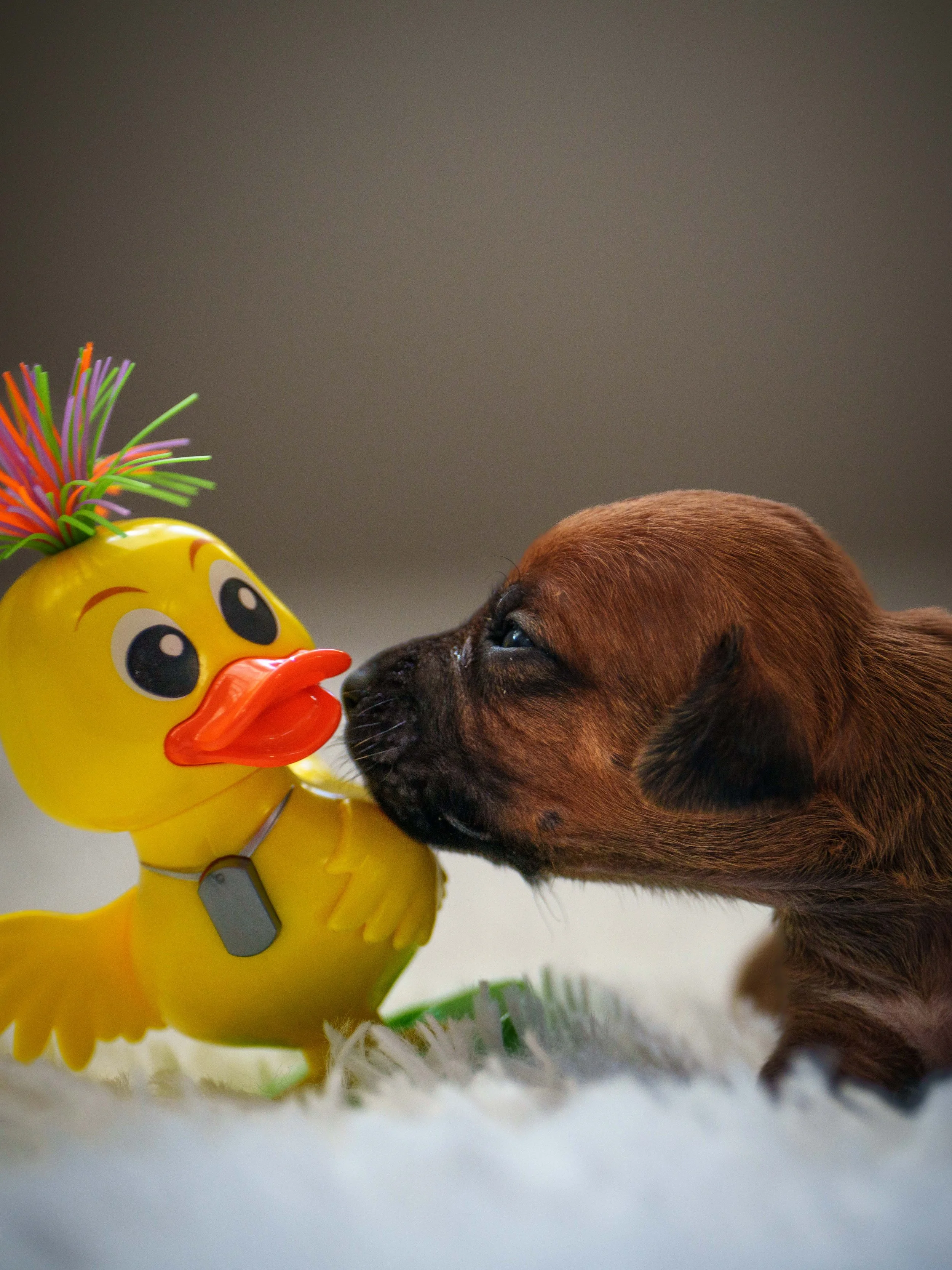 VYI-Jenn-Puppies-2024-Edited-6.jpg