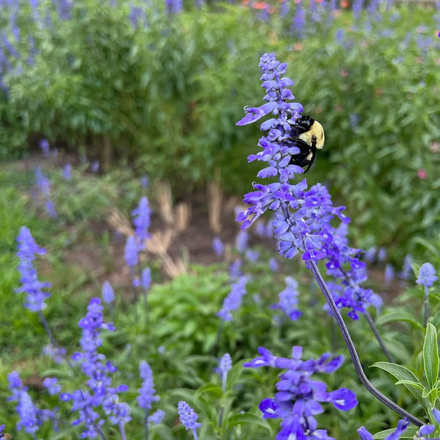 🐝 Bumble  Bumble 🐝  #nofilter #bee #savethebees #flowers #pollinators