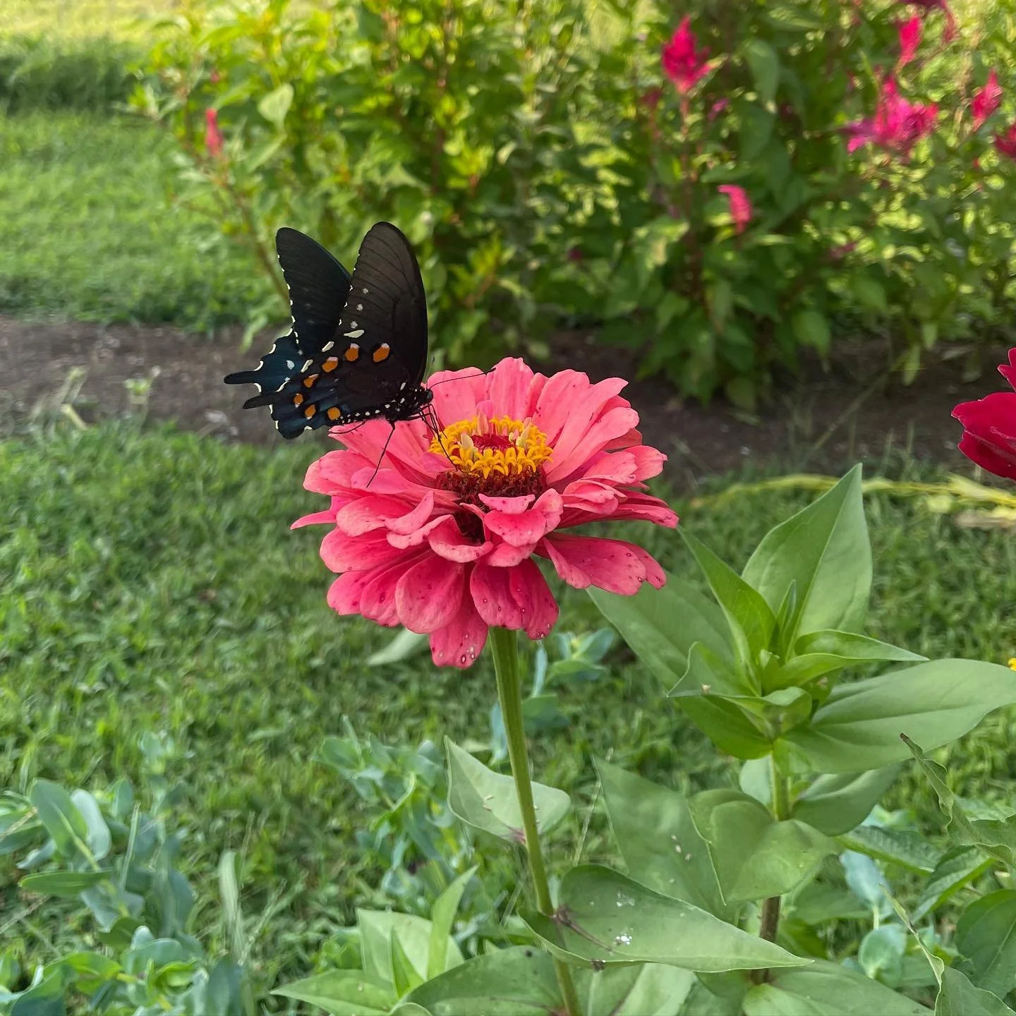 C O L O R | There is something about this place that is just a feast for the eyes! #butterfly #flowers #nature #upick #pollinators #nofilter