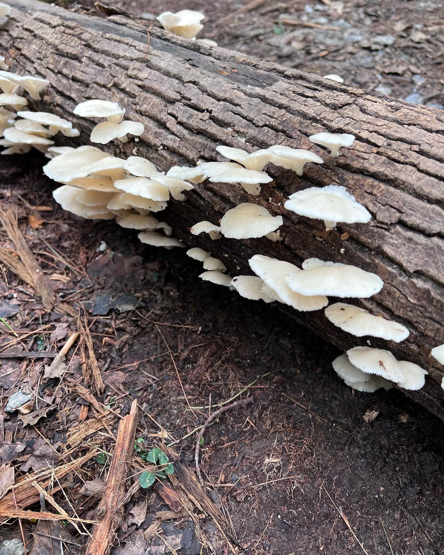 🍄 #nofilter #nature #hiking #explore