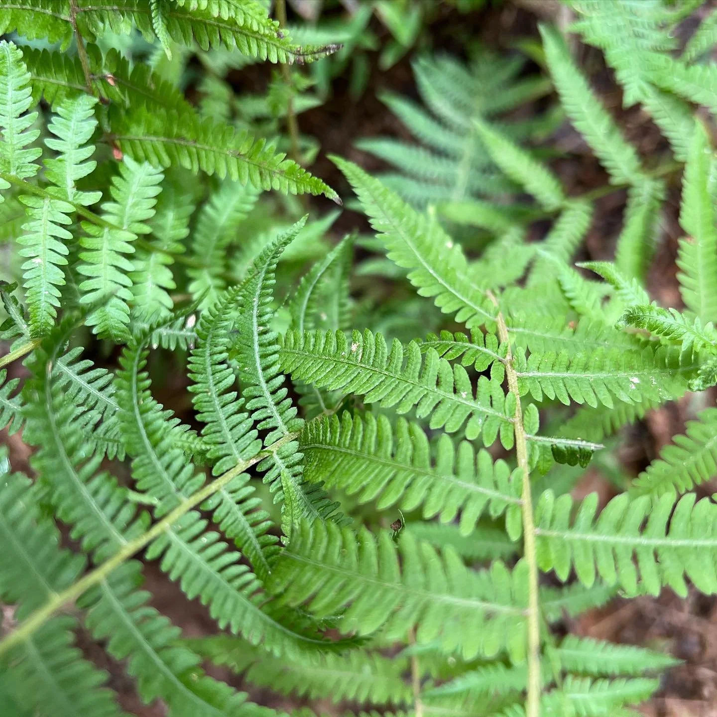 🌿 #nofilter #nature #hiking #explore