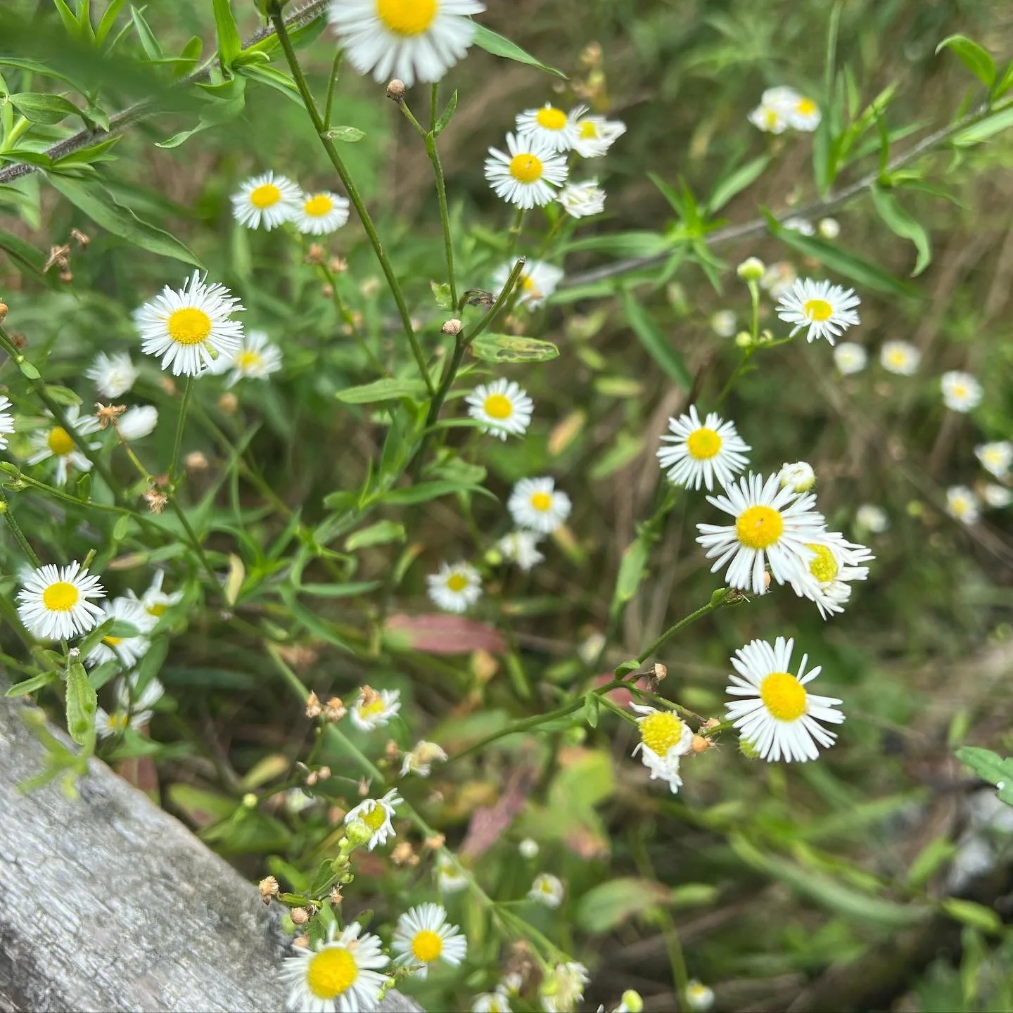 🌼🌼🌼 #flowers #nature #hike #explore