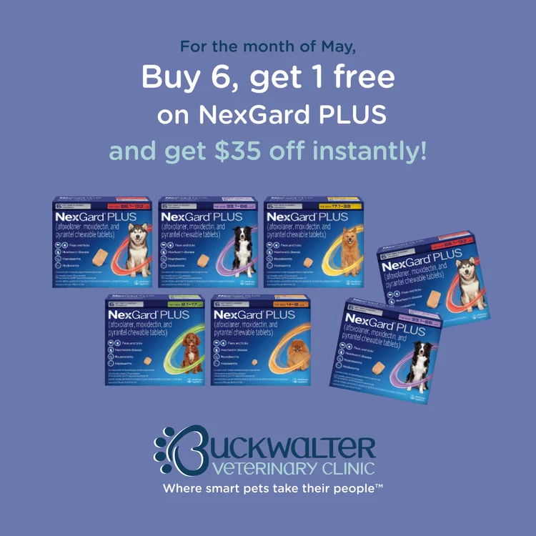 NexGard PLUS offer — Buckwalter Veterinary Clinic