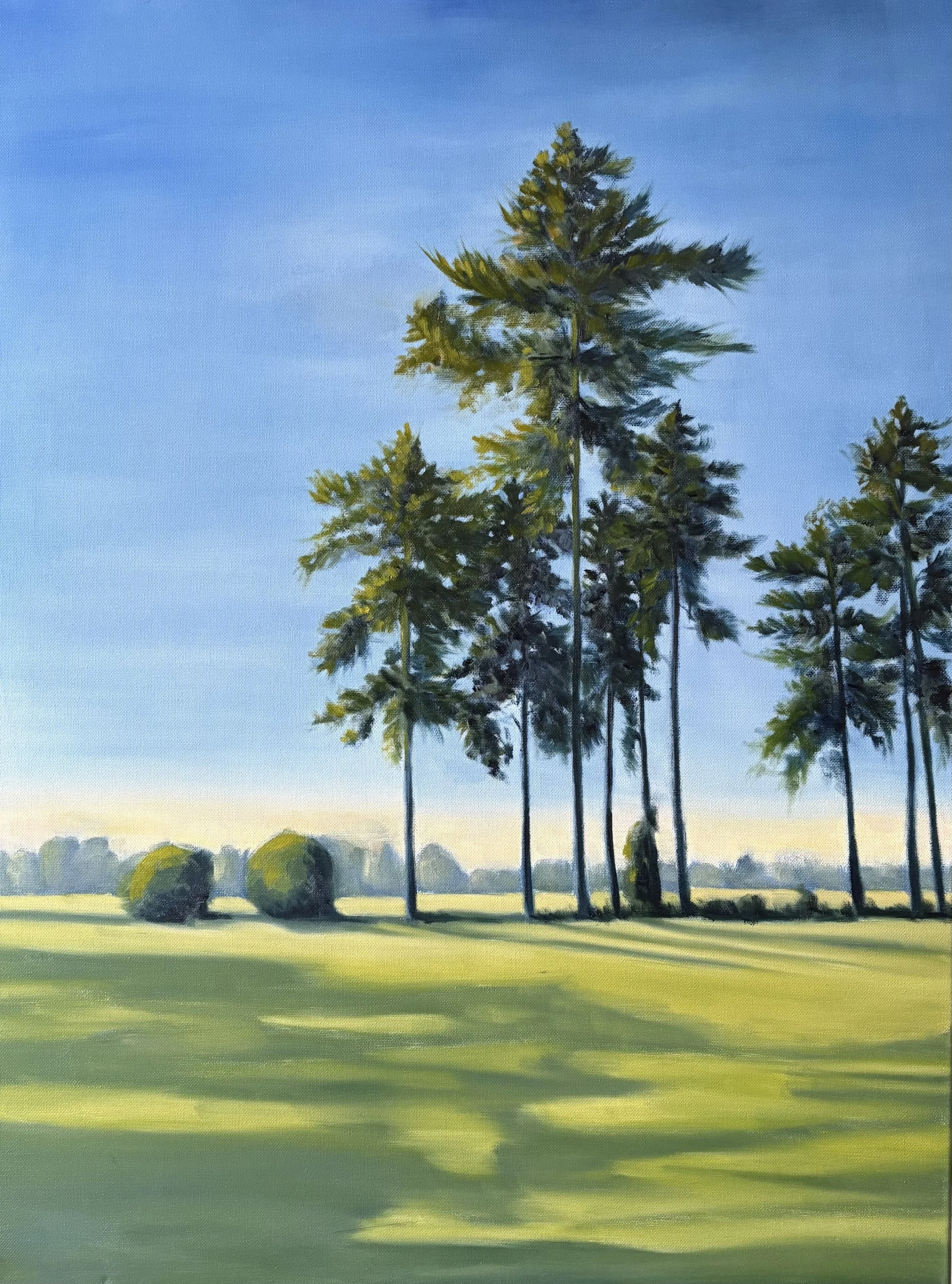 Tall Pine shadows.jpg