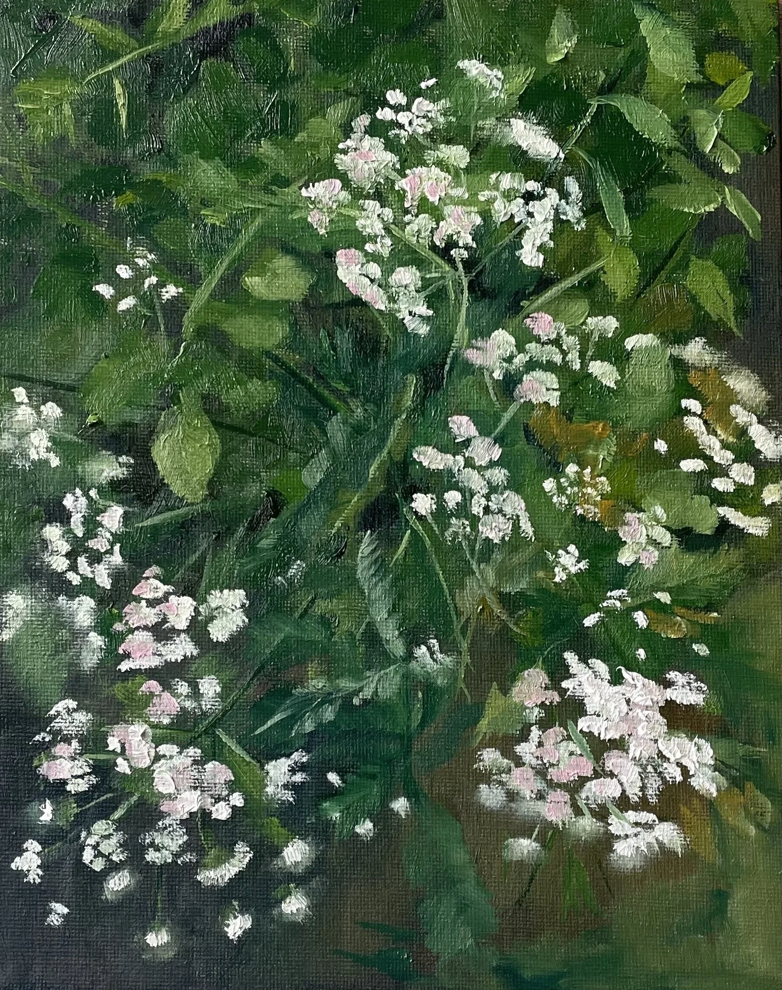 Cow parsley.jpg