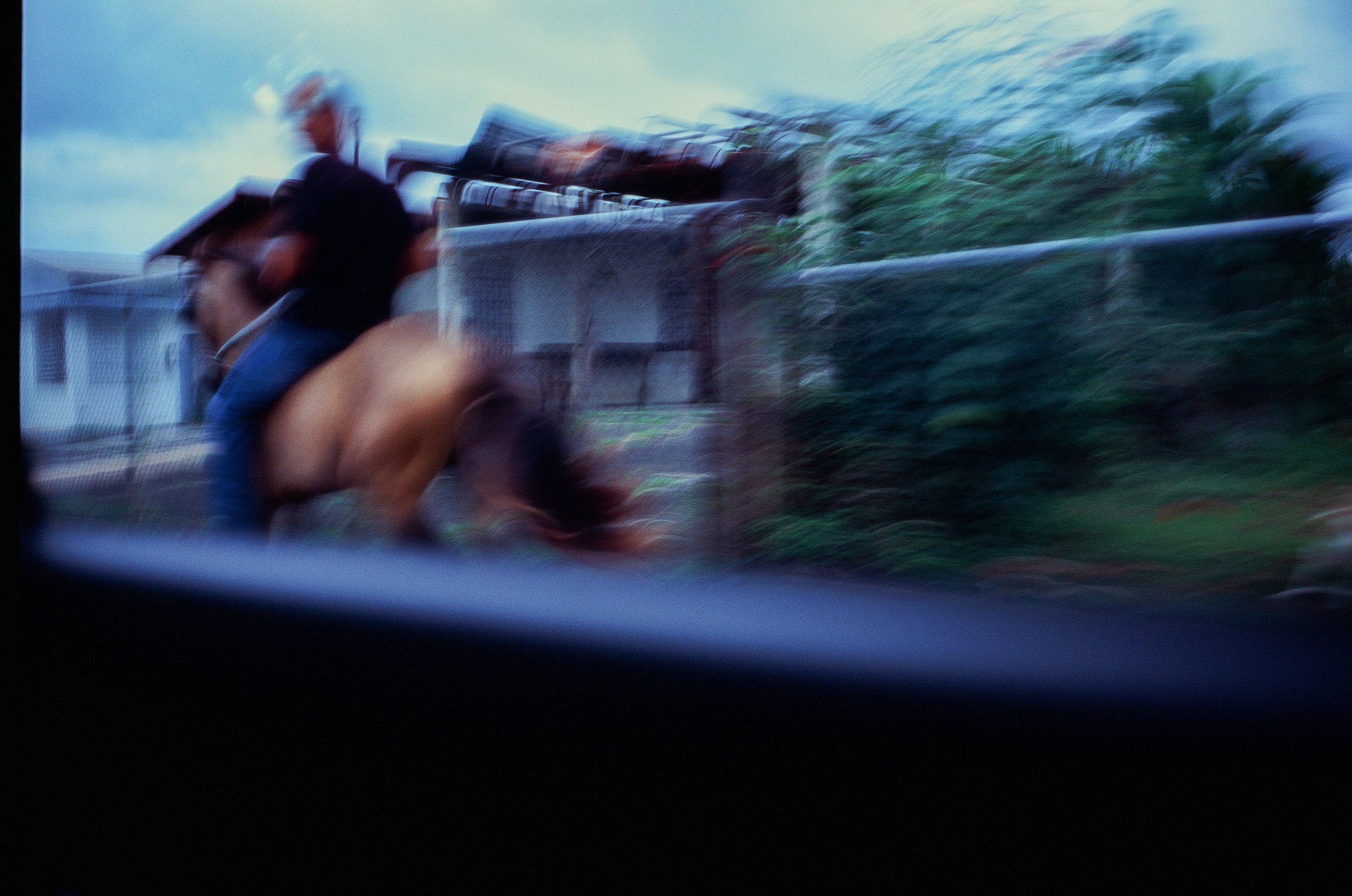 blurry horse