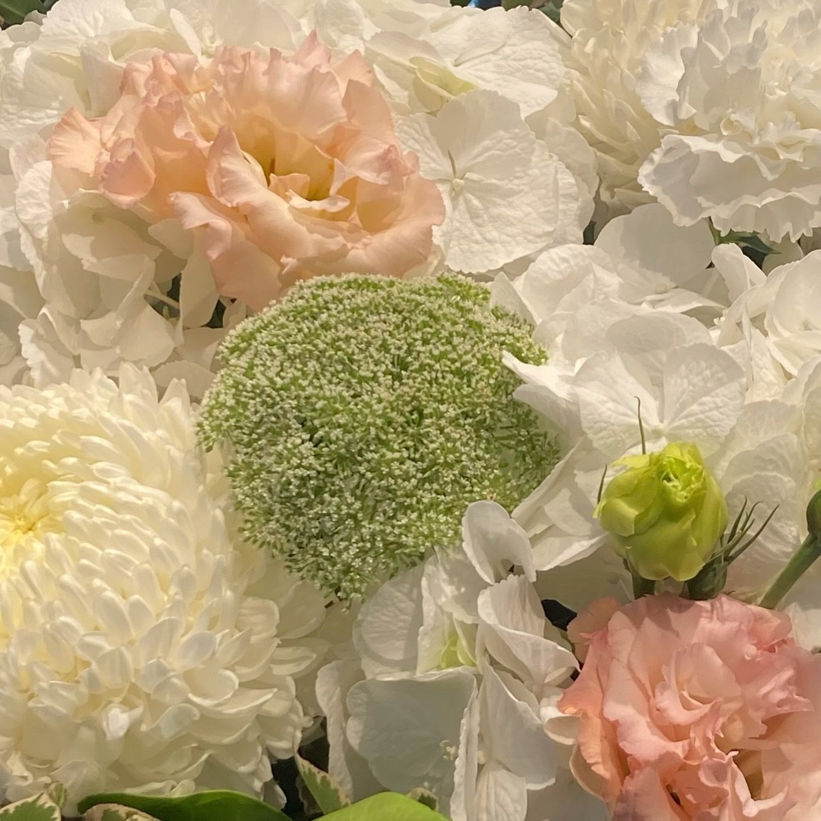 Happy Friday Lovelies! Just sharing this close up of these beautiful white hydrangeas, disbuds and stunning peach lissies! 

#flowers #highfields #toowoomba #crowsnest #goweiejunction #meringandan #toowoombaflorist #highfieldsflorist #meringandanflor