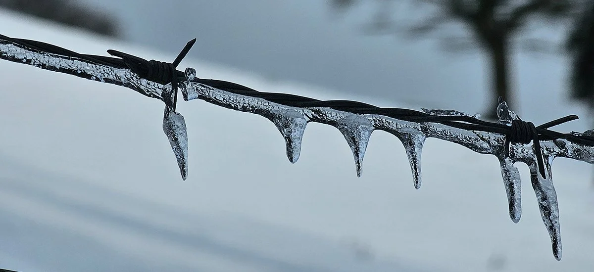 Ice on barbed wire