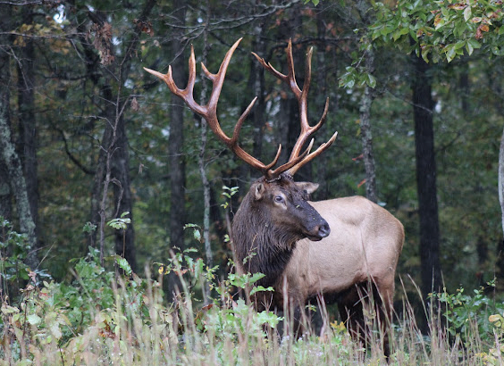 A large elk with impressive antlers standing in a forested area surrounded by green trees and grass.