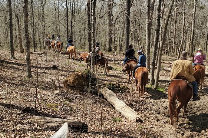 People riding horses through a forest trail with tall trees and fallen logs.