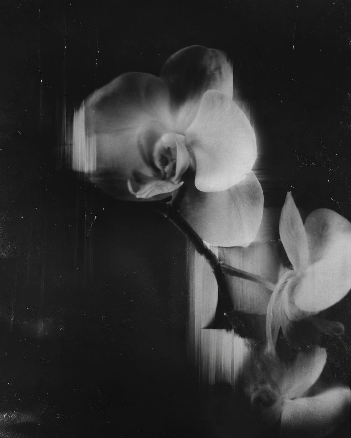 Yesterday’s Bloom (2026)