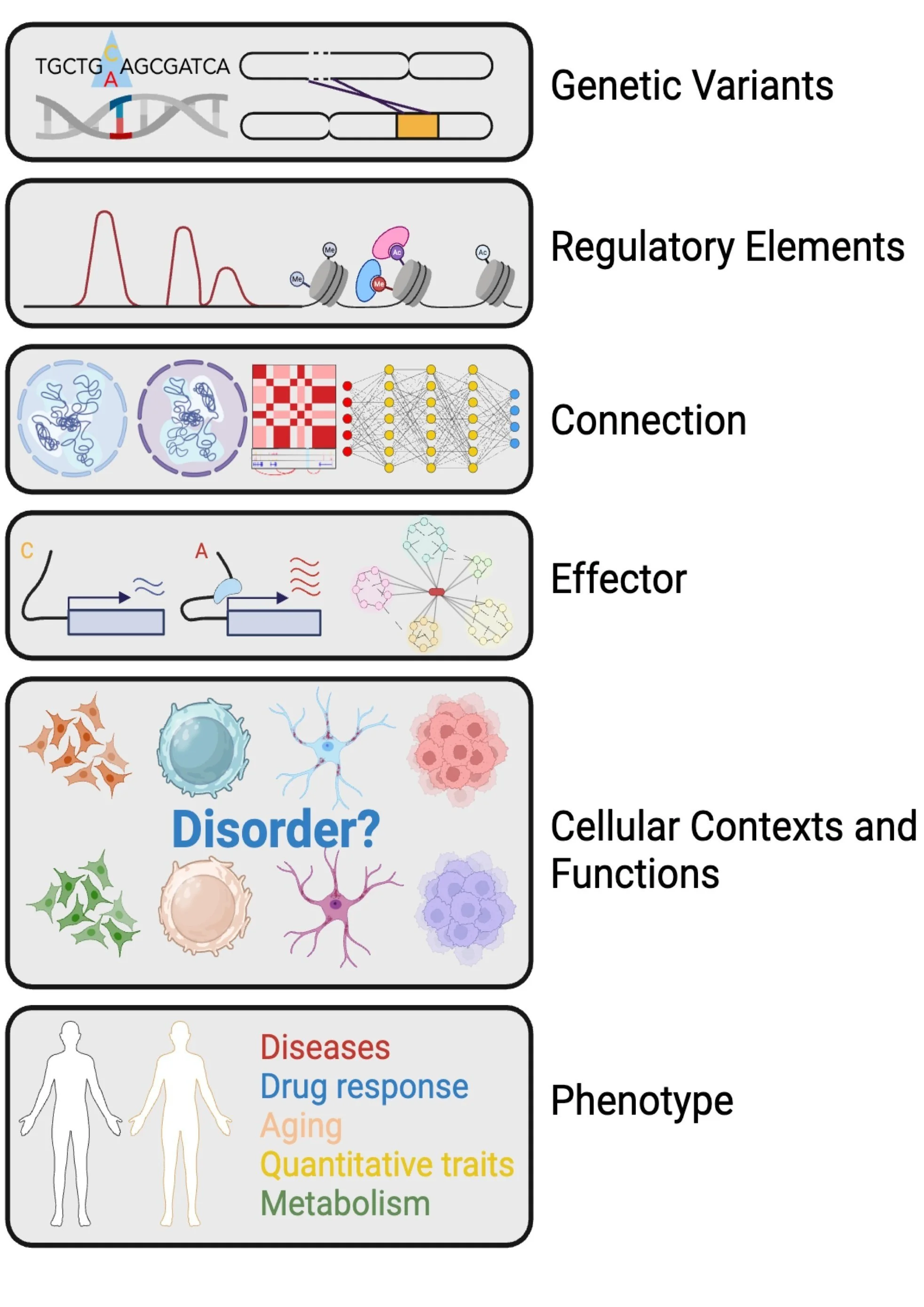 Lean Genetics Research — Luan Lab