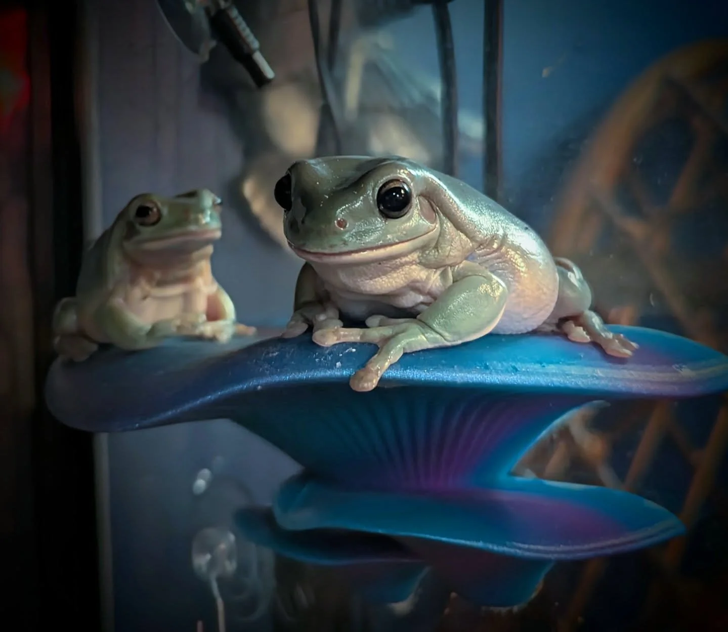 Gene and Louise hope y'all stop in and see all the fresh items hitting the floor this week! 🐸✌🏻

#thefunkyfern #frogfriends #waynesvillenc #shopsmall