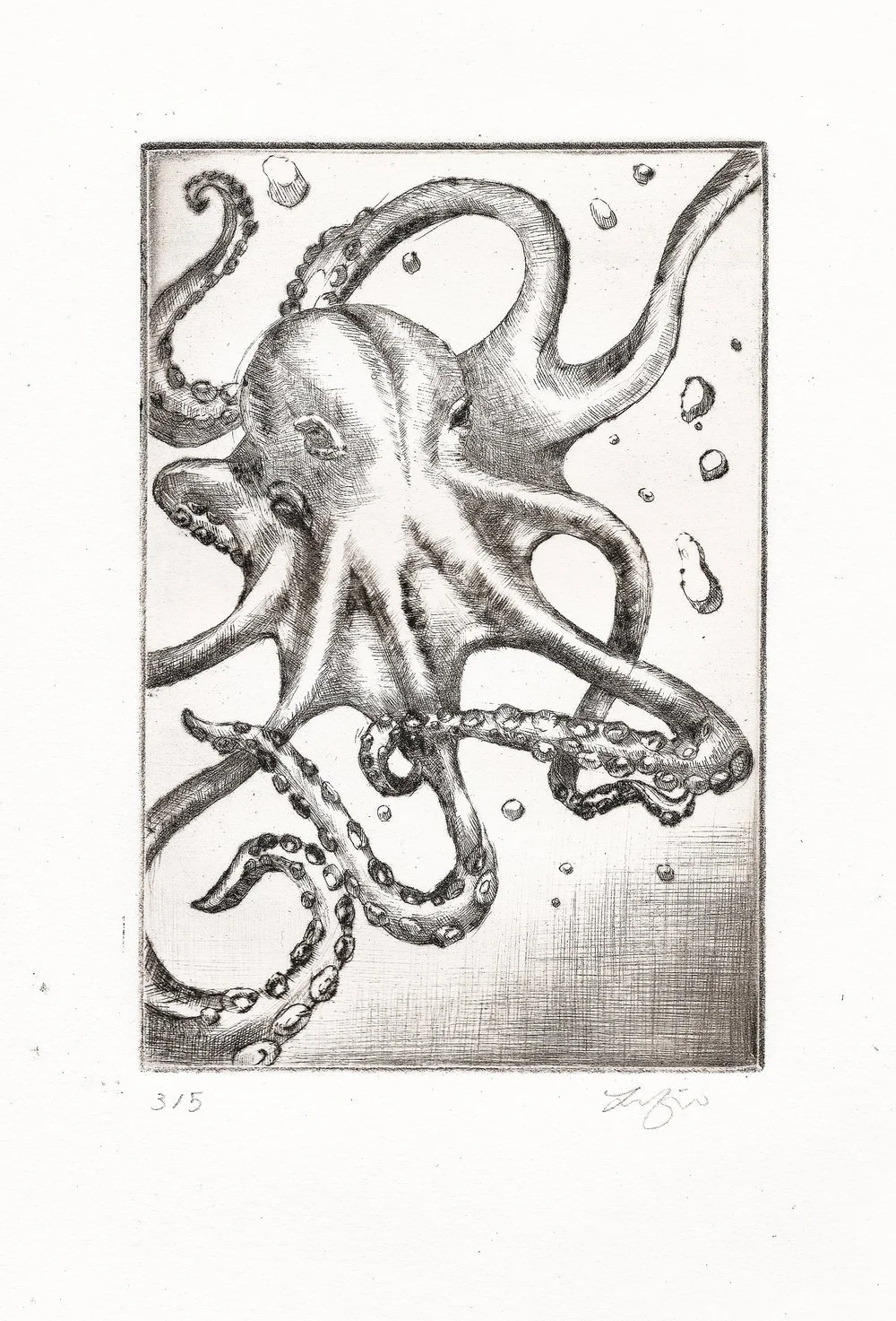 A detailed black and white drawing of an octopus underwater, with its tentacles spread out in various directions and bubbles around it.
