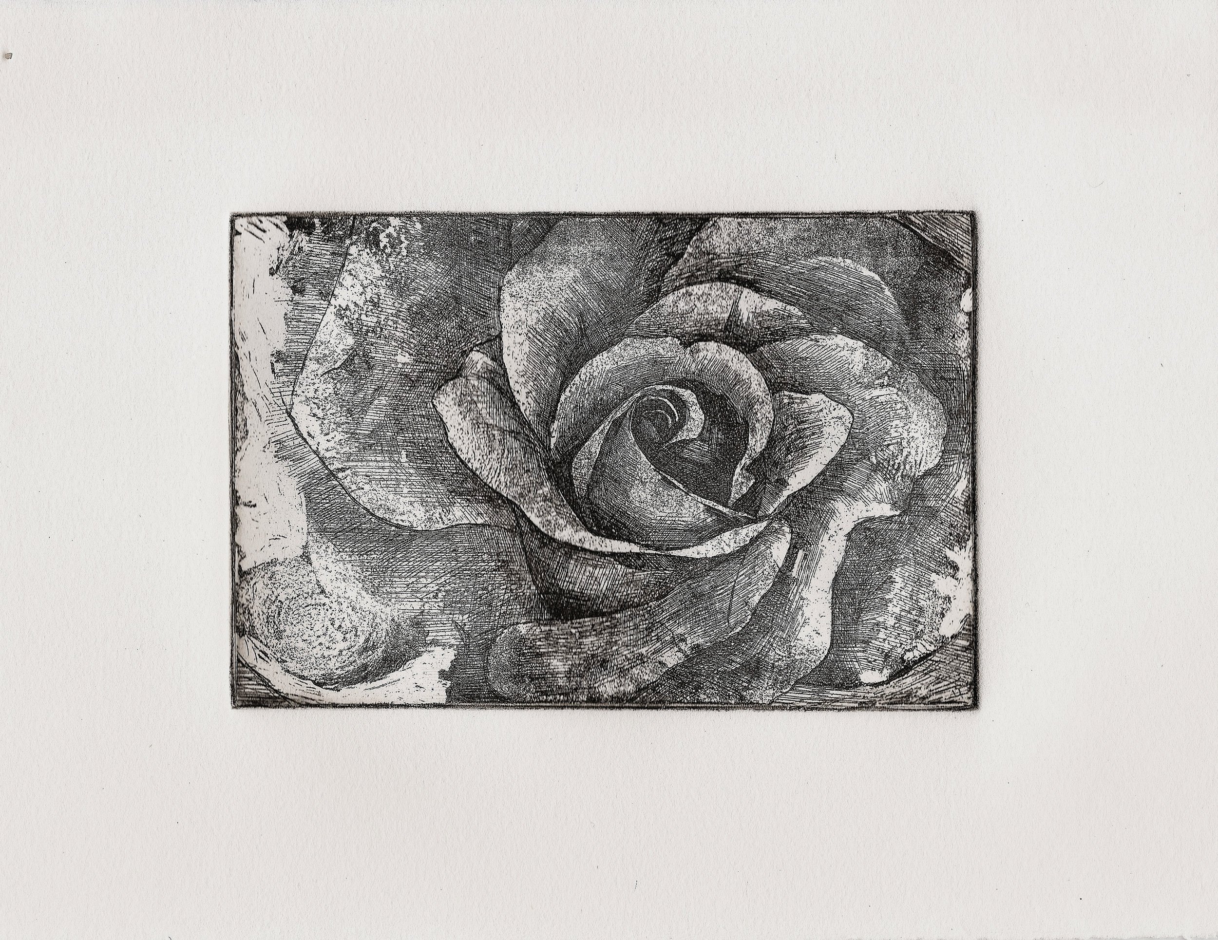 A black and white drawing of a rose with detailed petals, set inside a rectangular border.