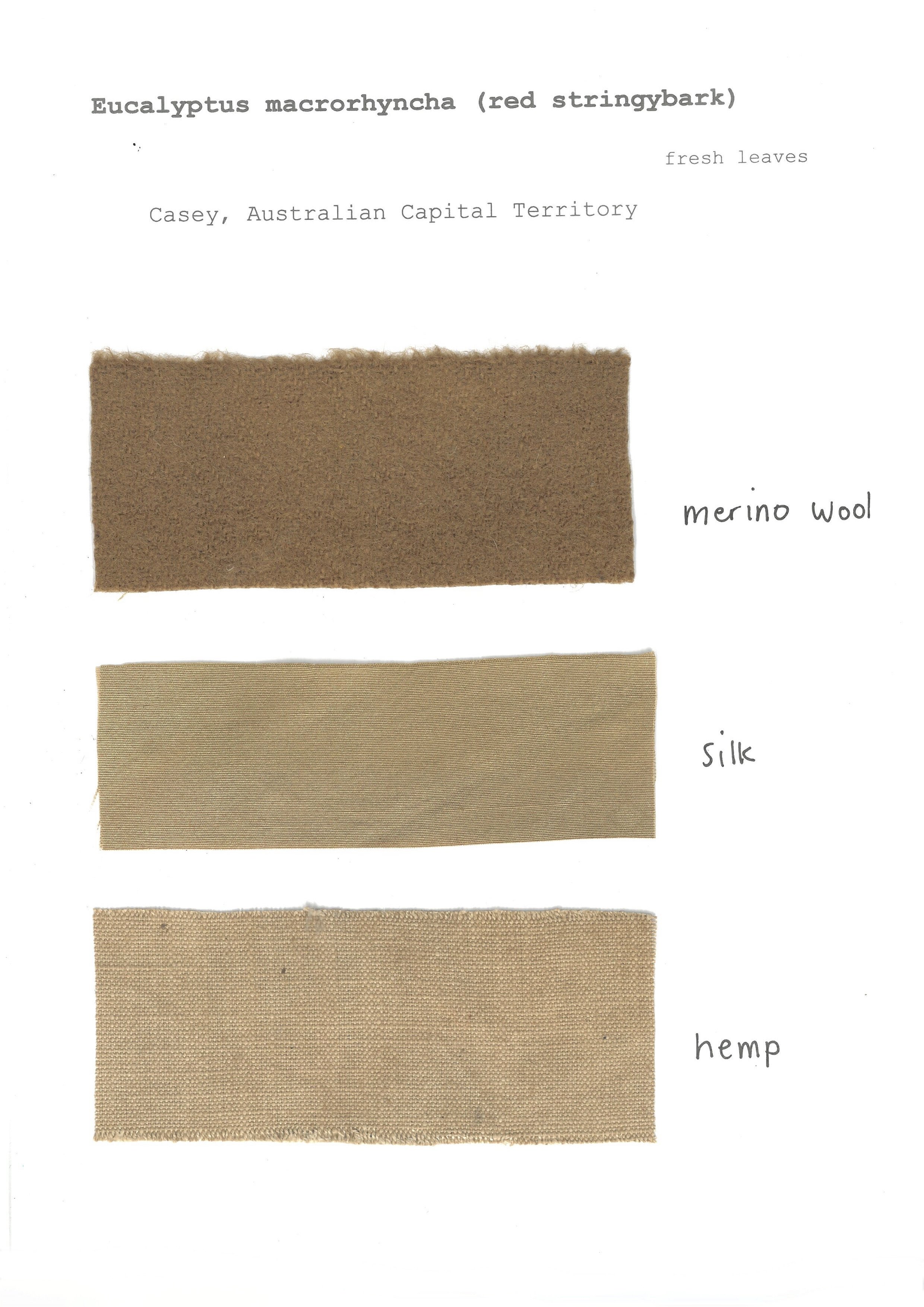 Eucalyptus macrorhyncha  (fresh)