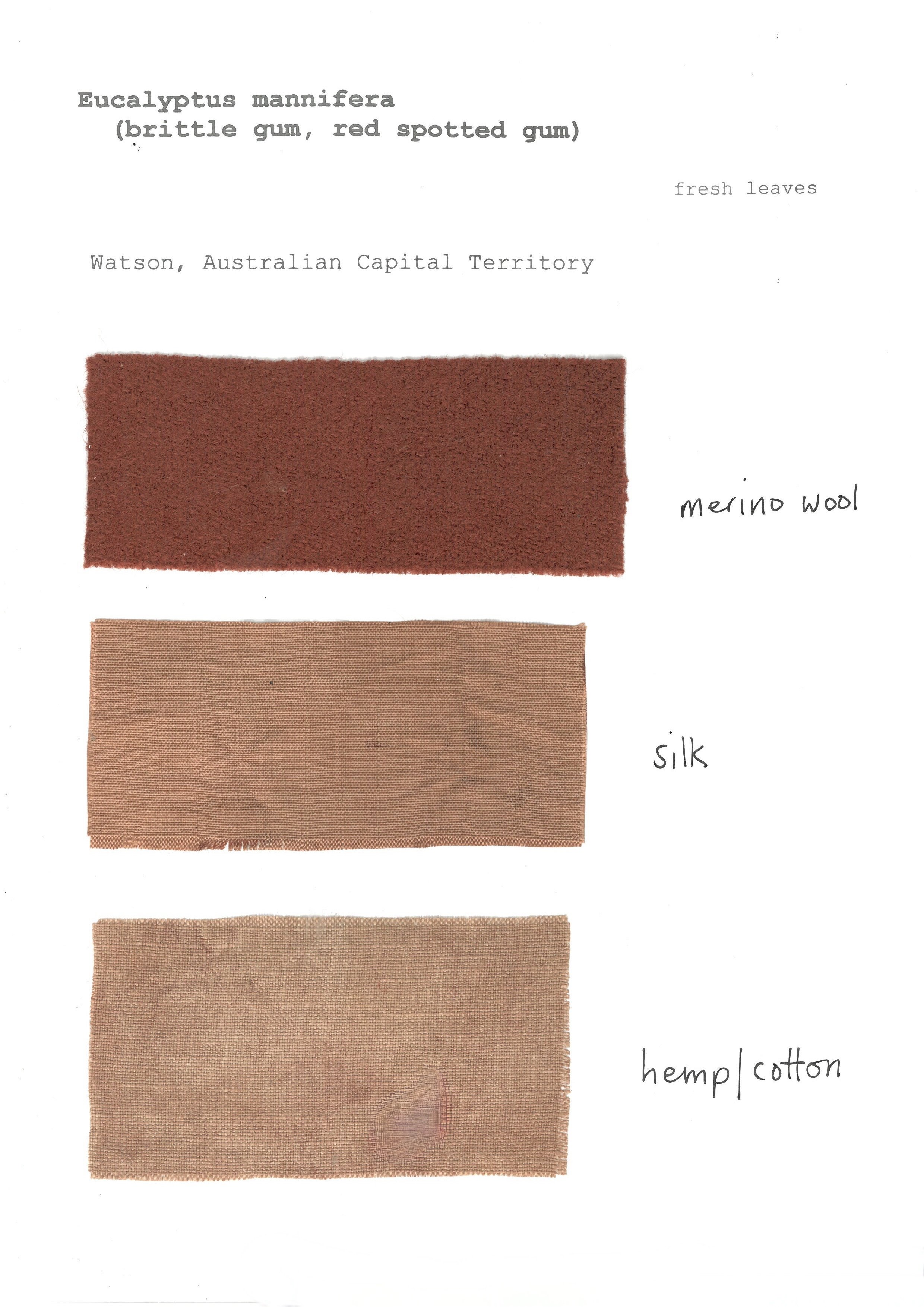 Eucalyptus mannifera  (fresh)