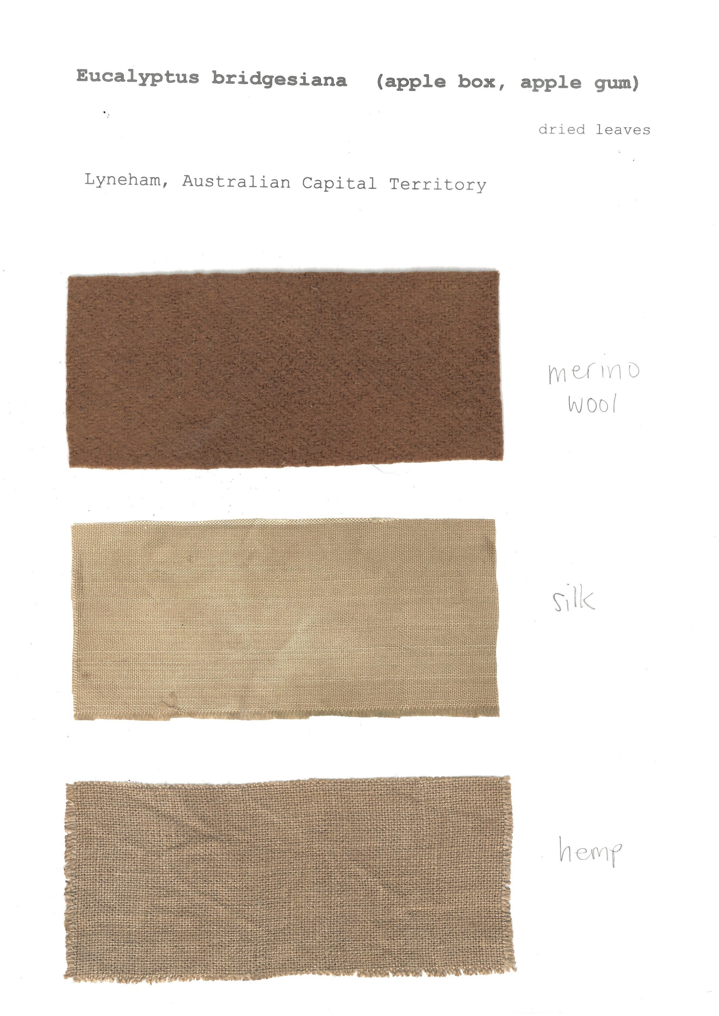 Eucalyptus bridgesiana   (dried) 