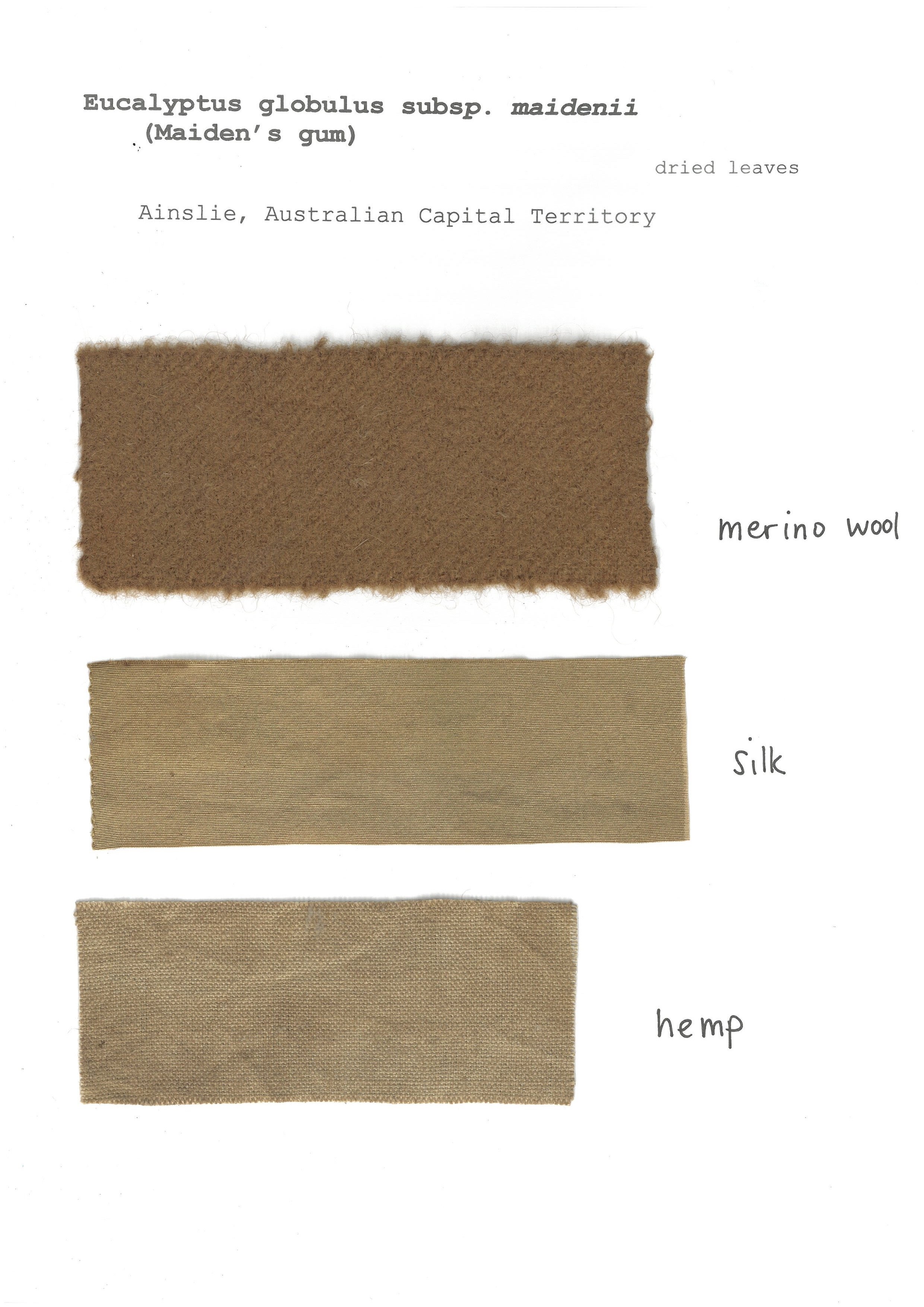Eucalyptus globulus subsp. maidenii  (dried)