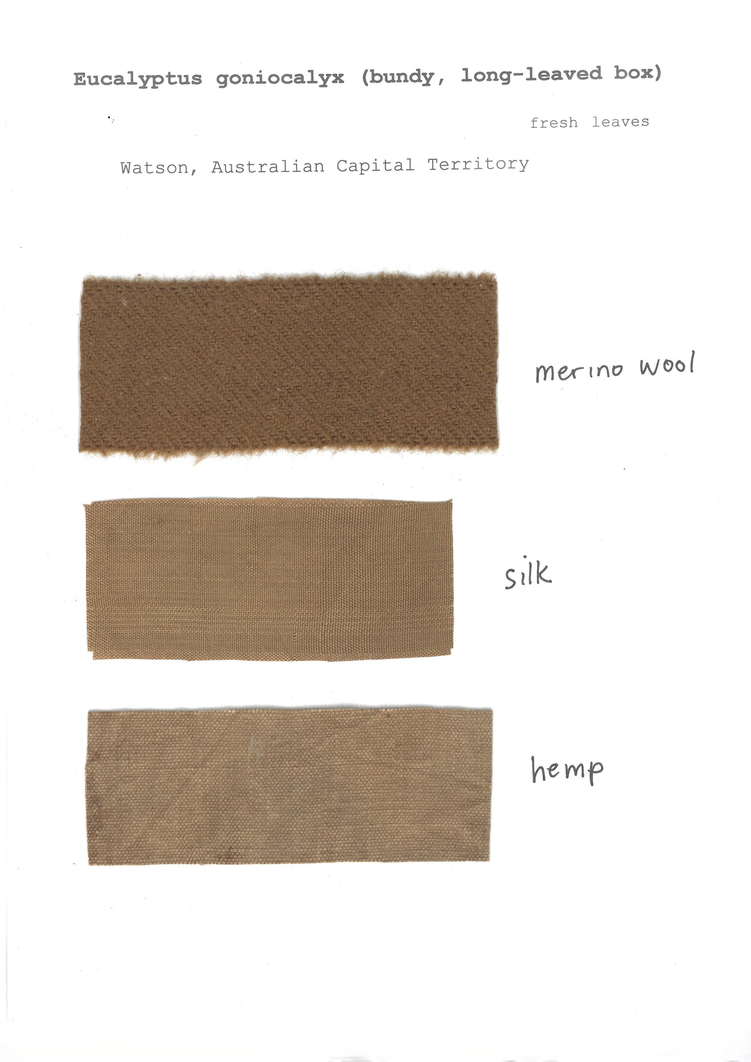 Eucalyptus goniocalyx  (fresh)