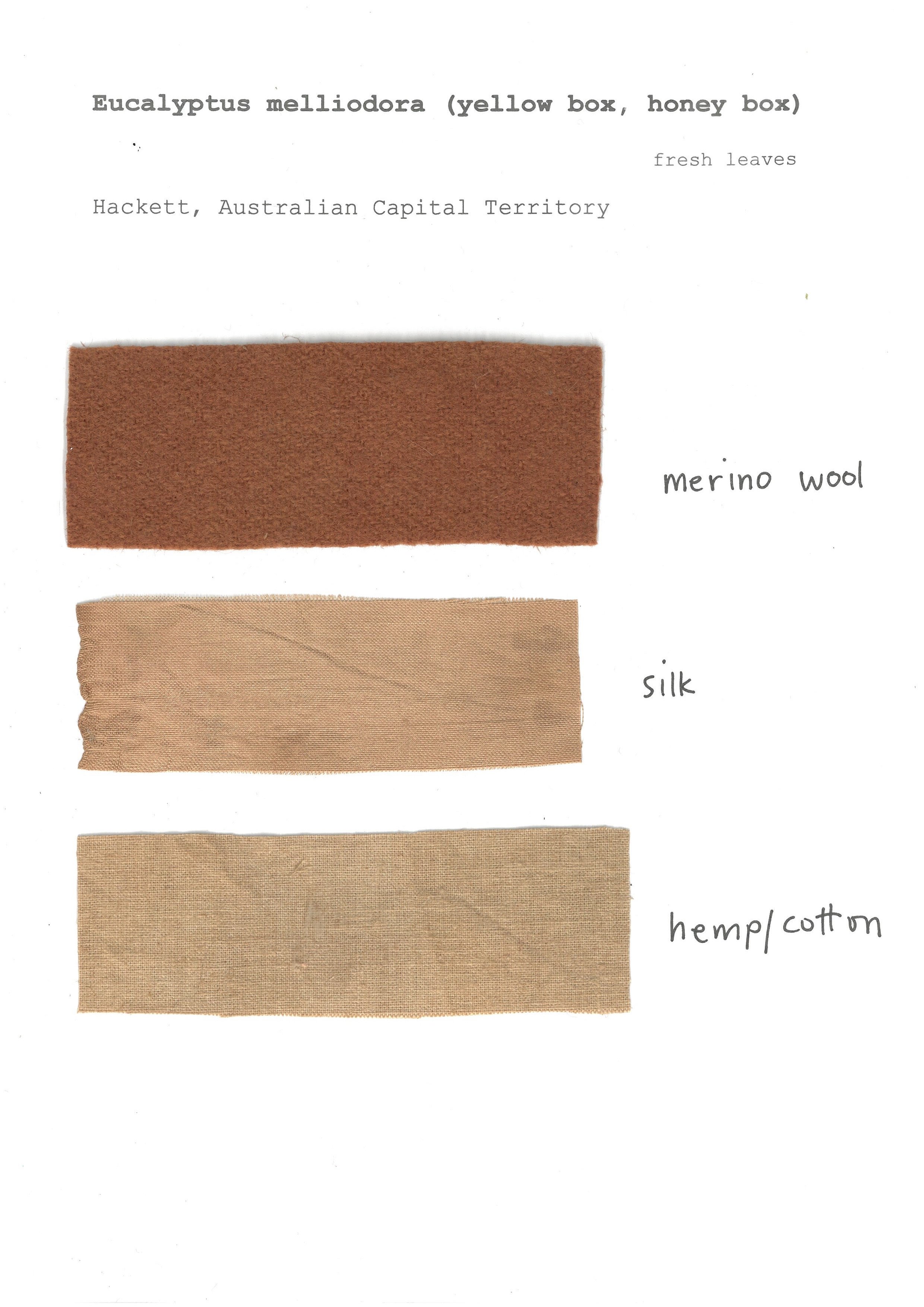 Eucalyptus melliodora   (fresh) 