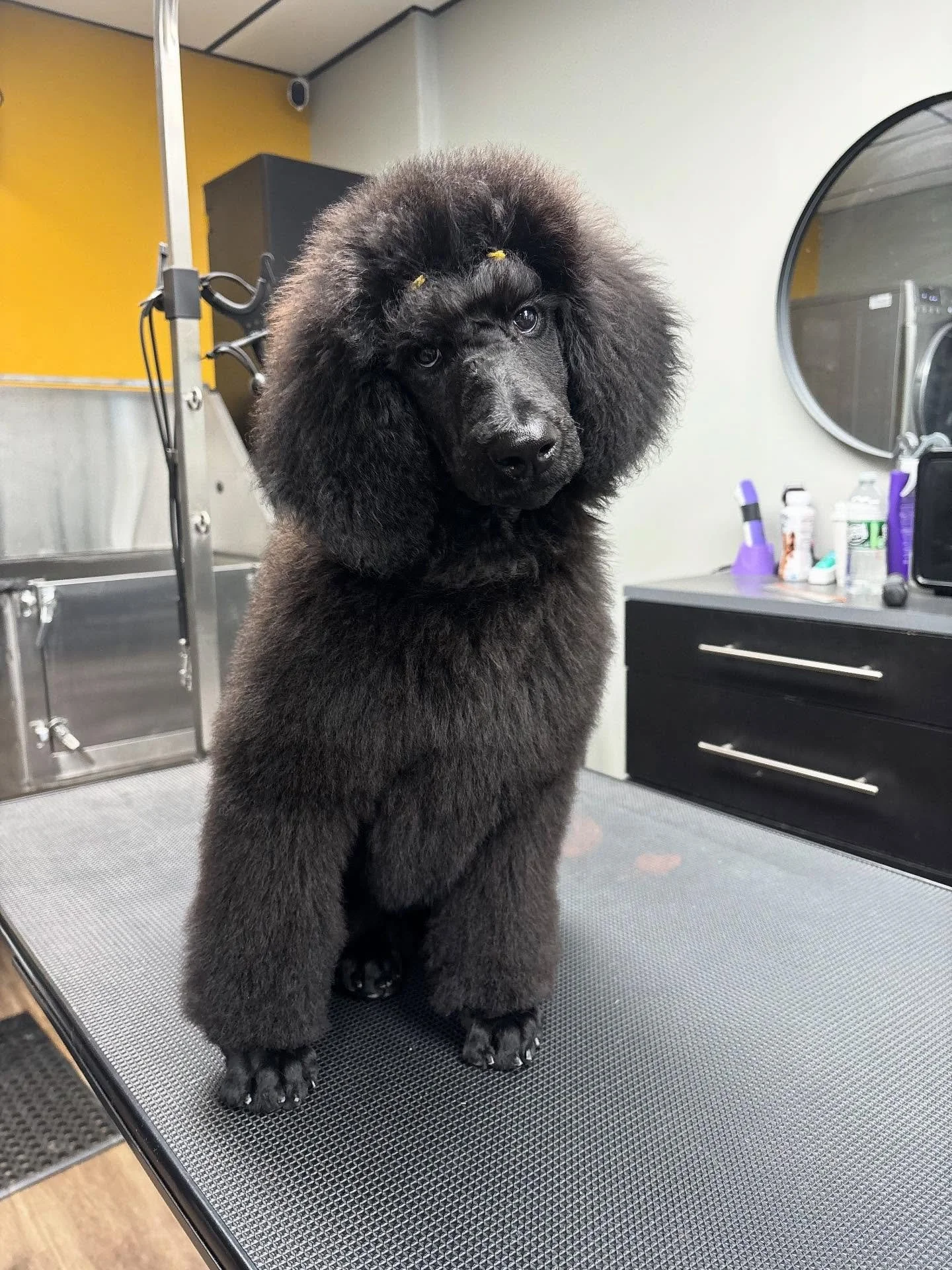 Berkshire is growing up so fast. #poodleofinstagram #poodlelover #standardpoodlepuppy #doggroomer #showpoodle