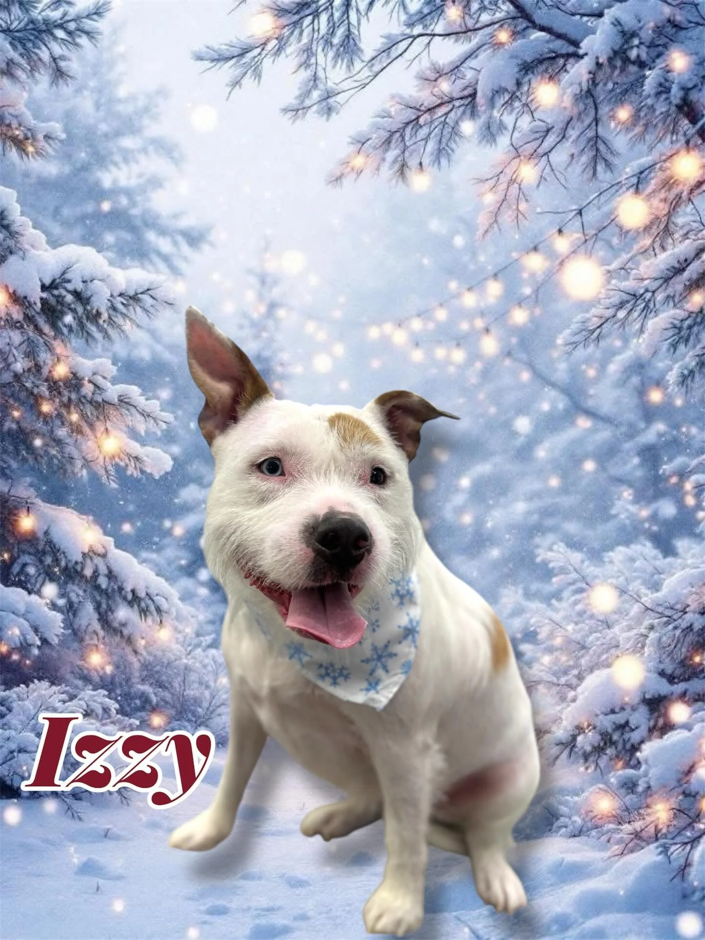 Sunday Funday ✨🐾
Fresh grooms. Happy pups.
Holiday-ready with Lux Fur Mobile Pet Grooming 🎄💜 #sundayworking #womenownedbusinessً