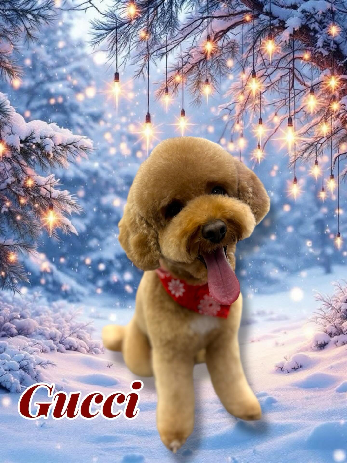 So grateful for these amazing pups (and their humans) 🐶💜
Thank you for trusting me with your furry family ✨ #doggrooming #happyholiday