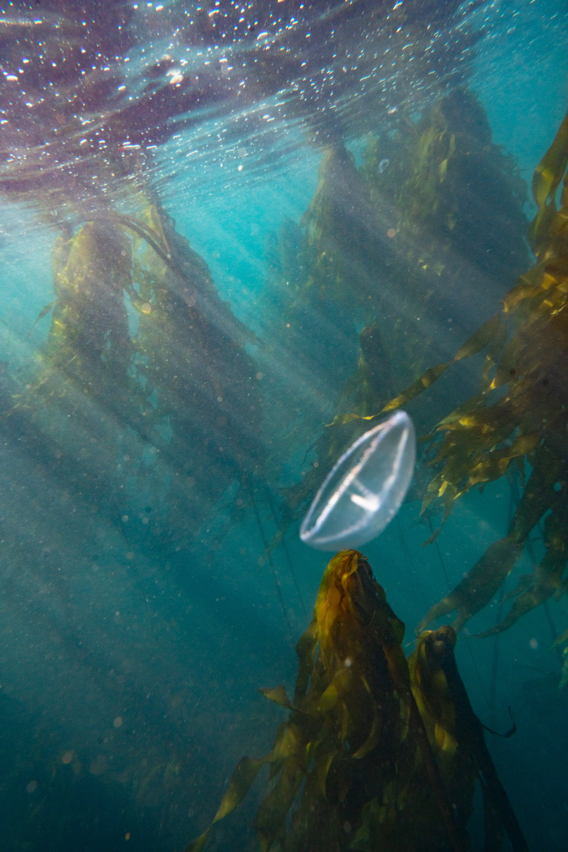 anthozote-web-1-7.jpg
