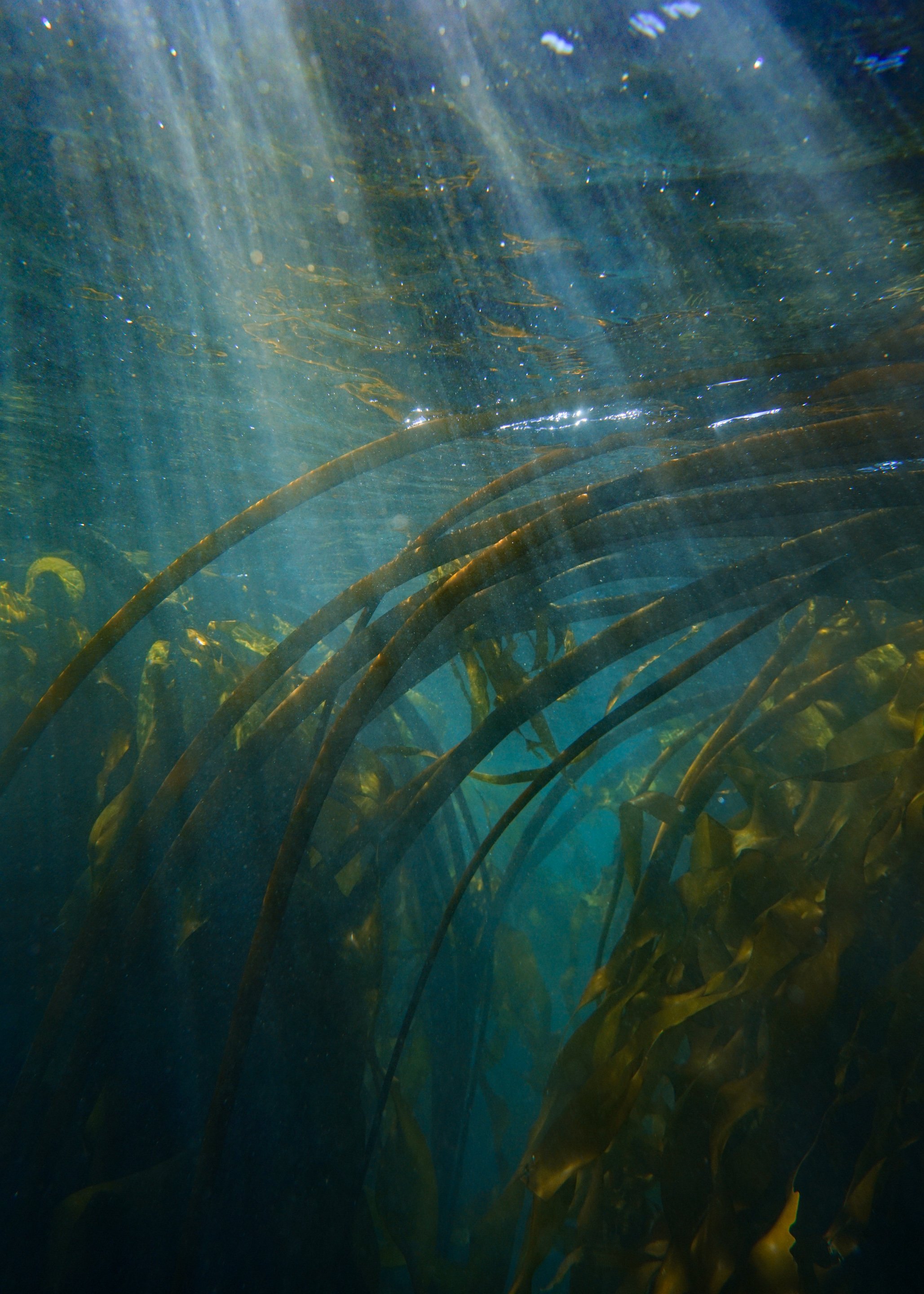 anthozote-web-1-9.jpg