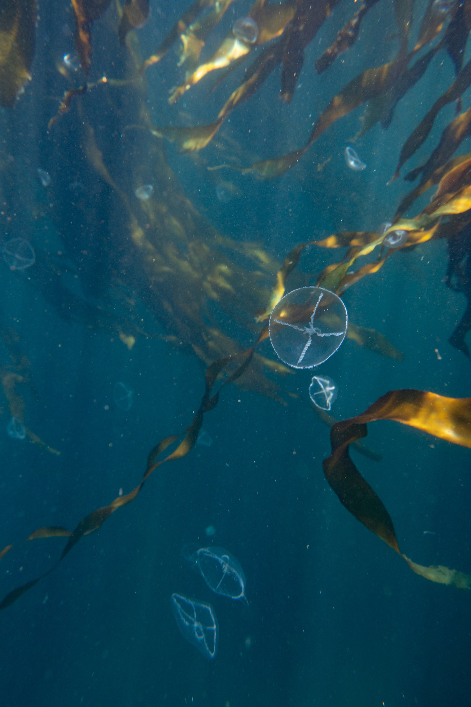 anthozote-web-1-5.jpg