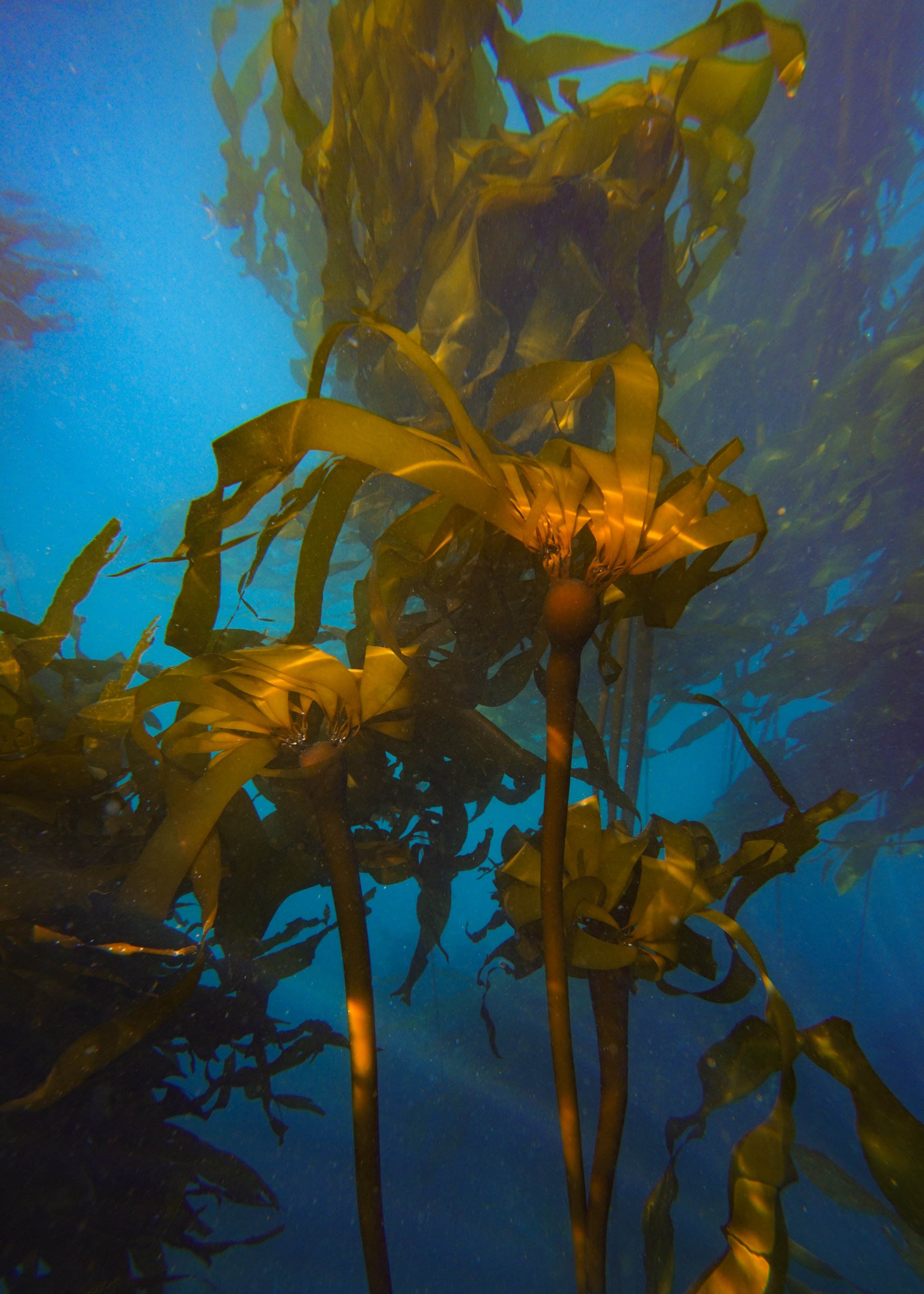anthozote-web-1-8.jpg