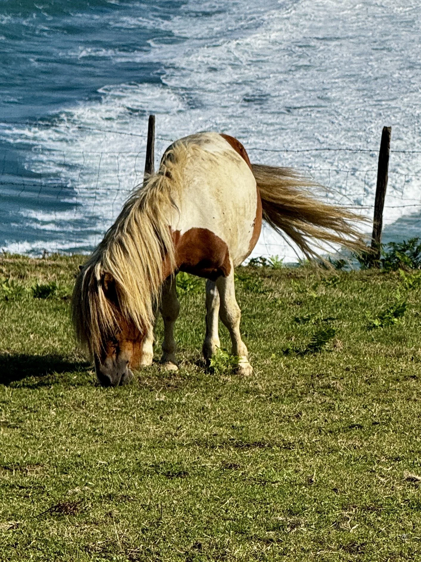 IMG_7700.jpeg