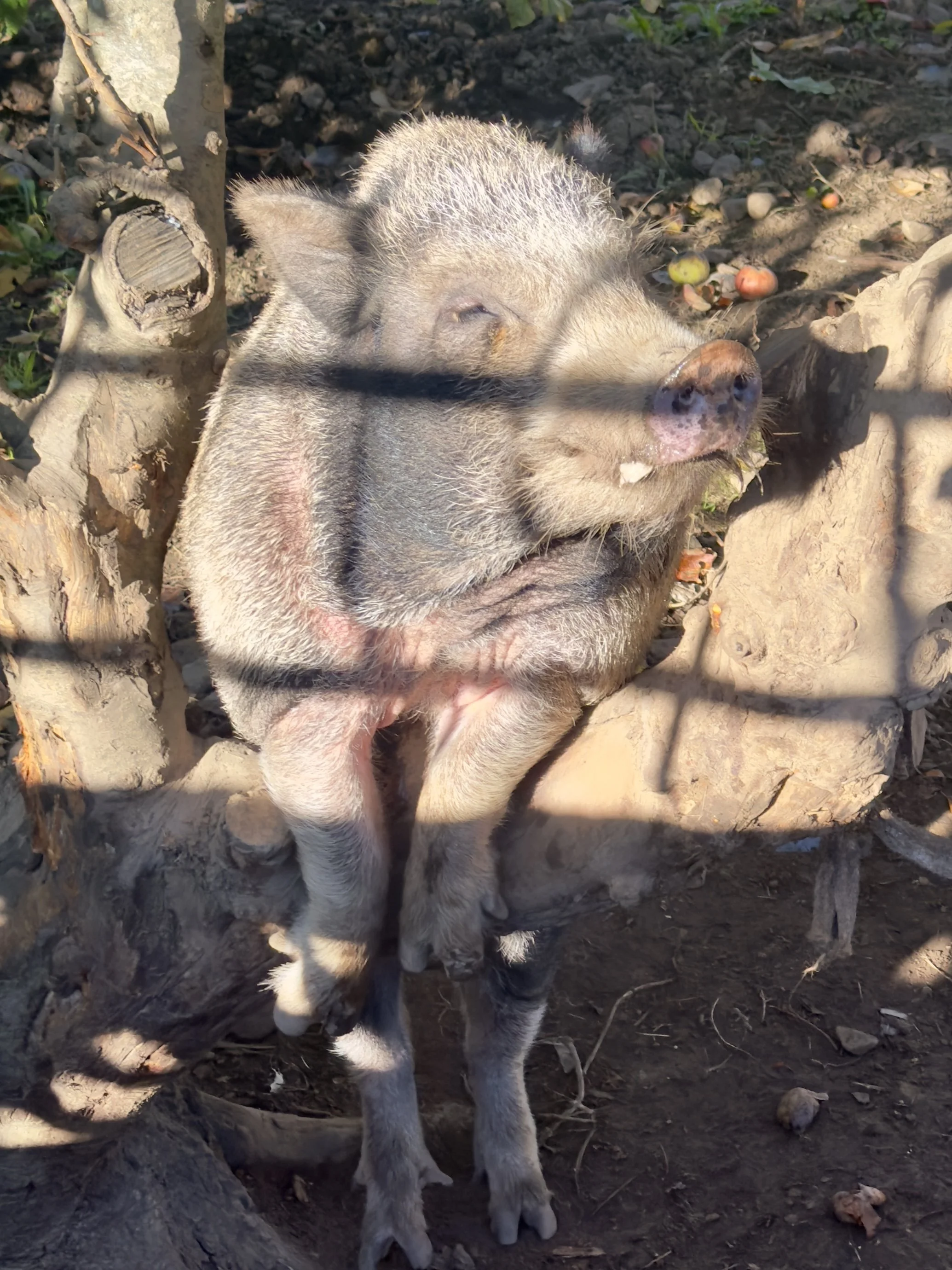 Little Pig, Little Pig…