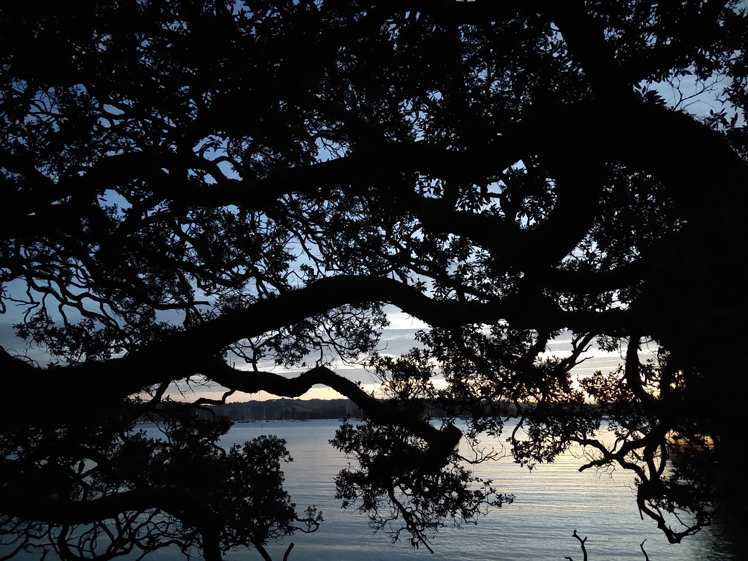 Trees are the arms and hands of Mother Earth